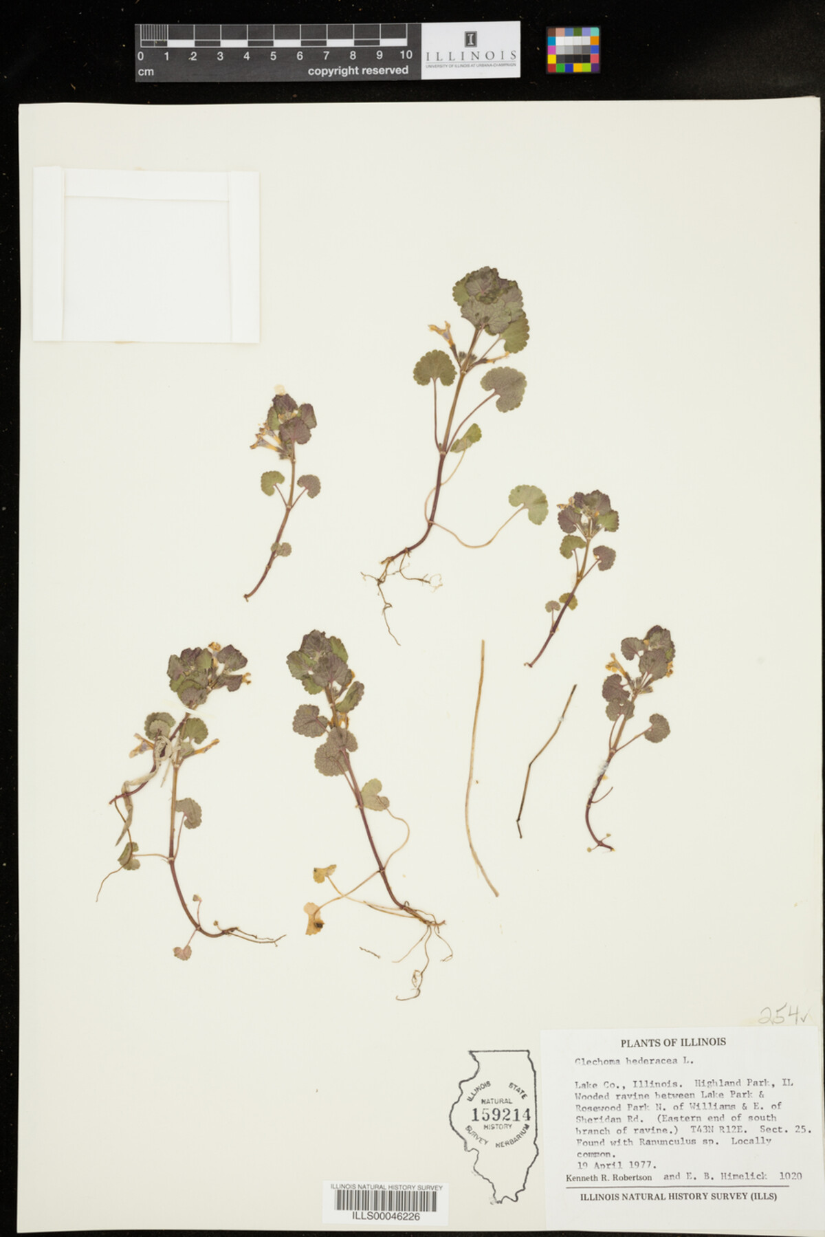 Glechoma hederacea image