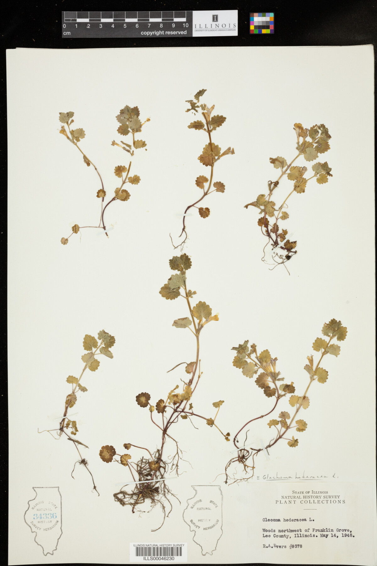 Glechoma hederacea image