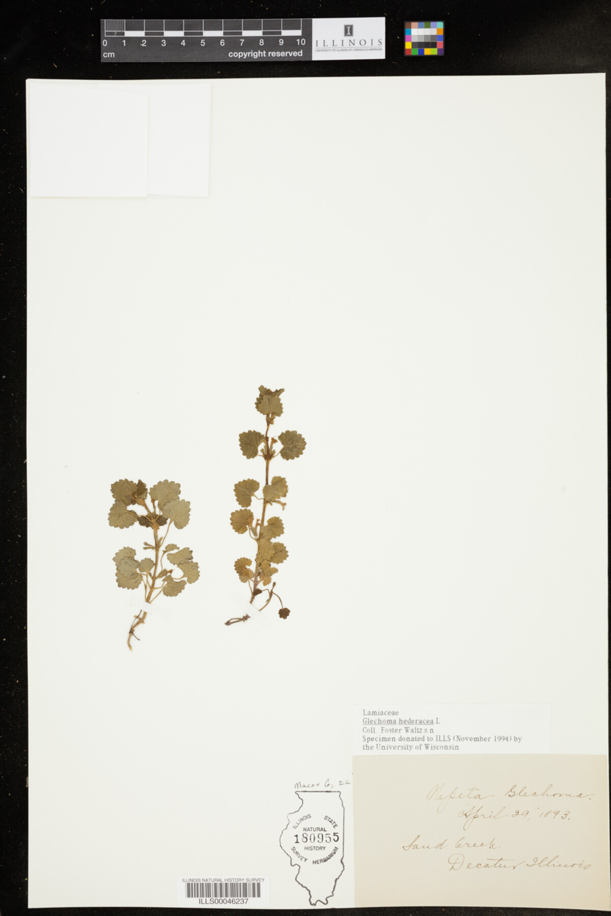 Glechoma hederacea image