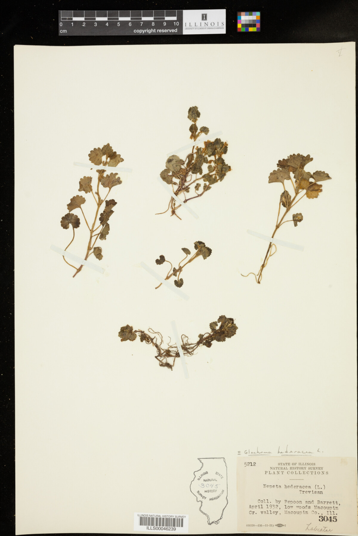 Glechoma hederacea image