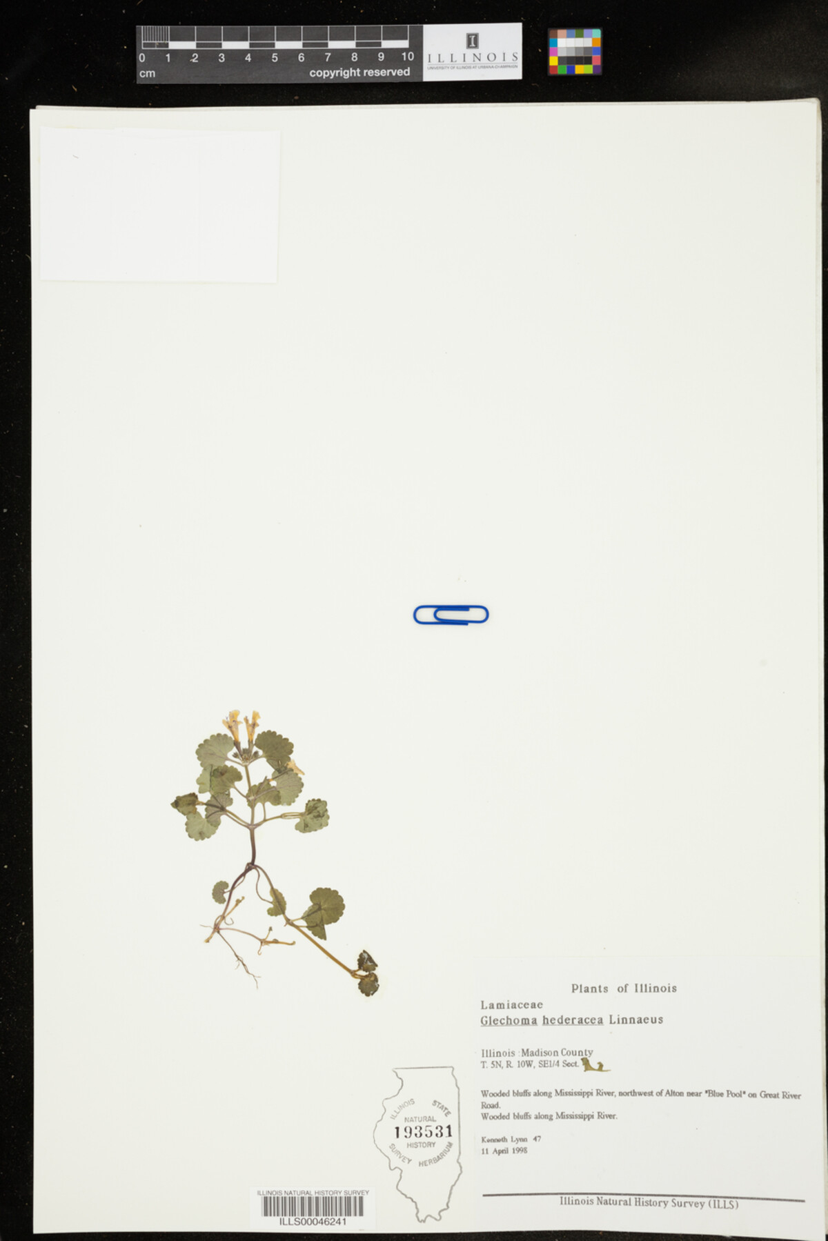 Glechoma hederacea image