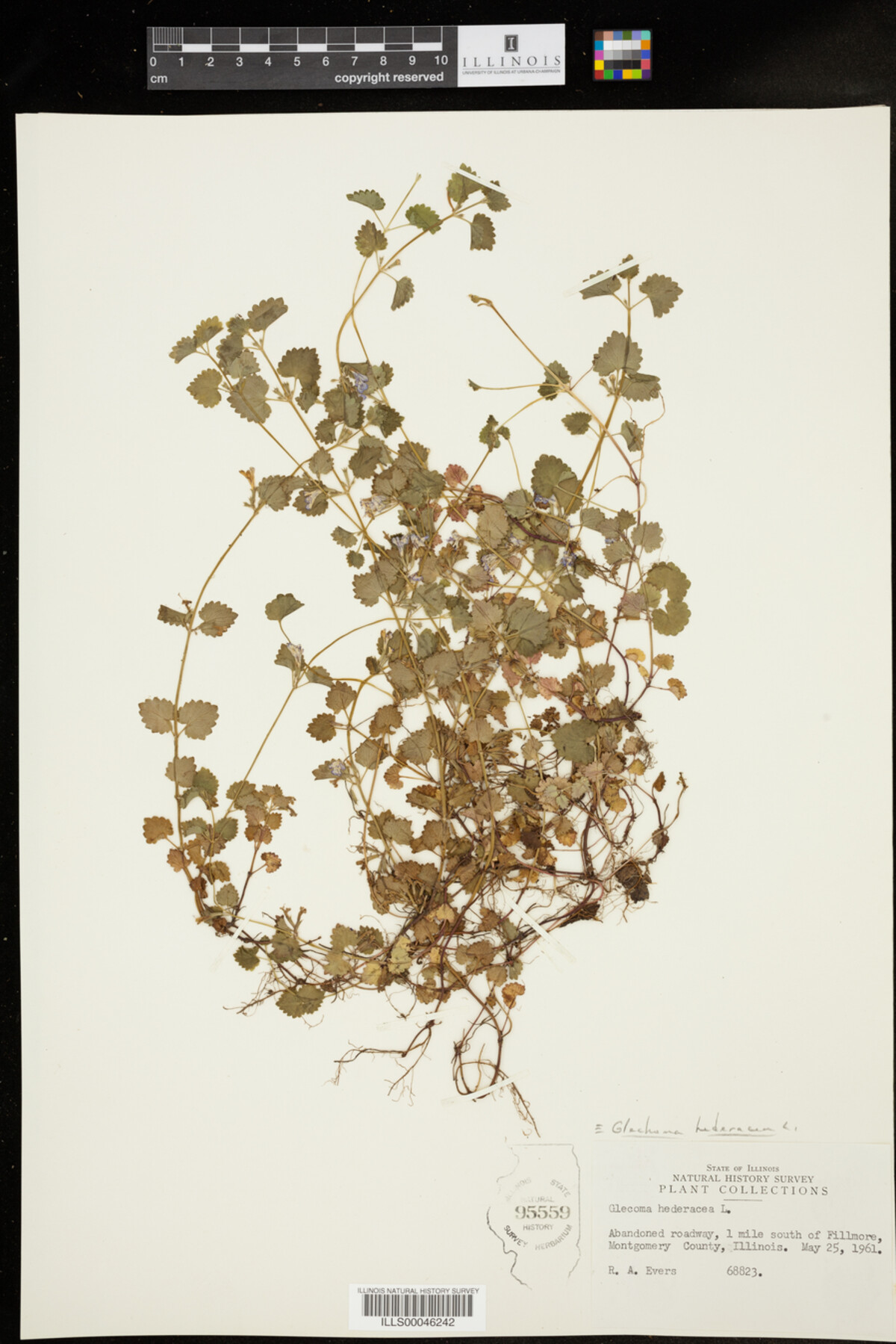 Glechoma hederacea image