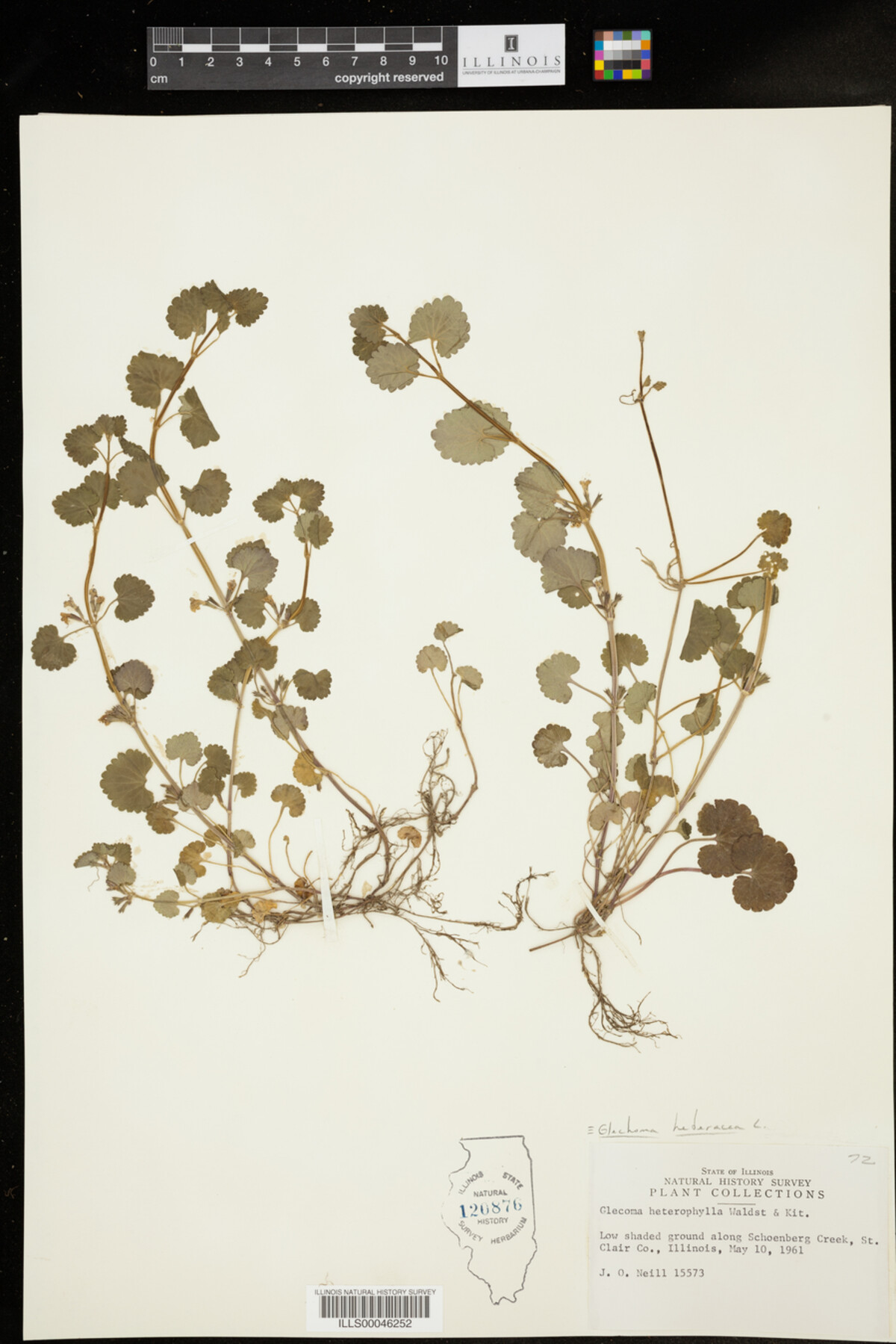 Glechoma image