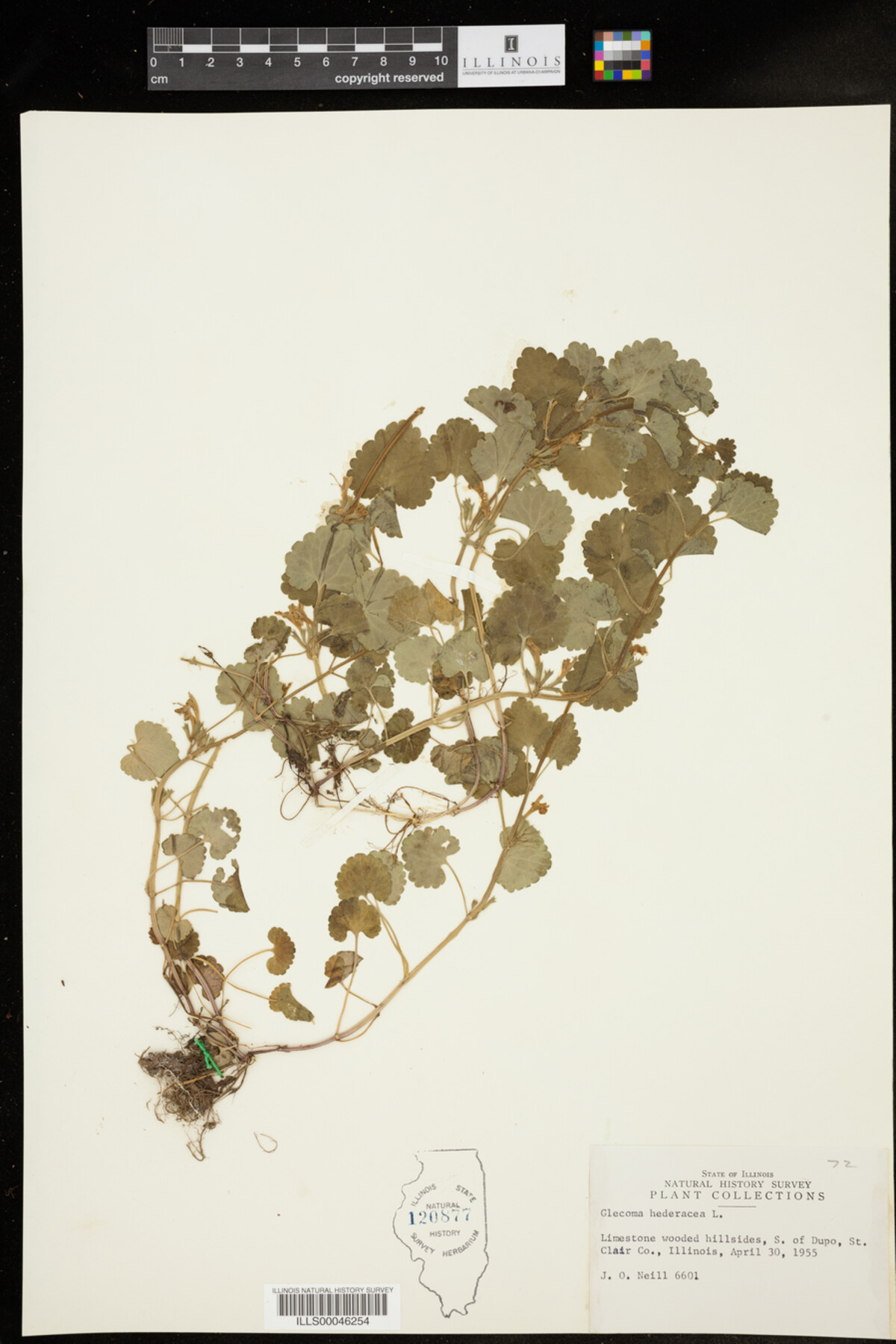 Glechoma hederacea image