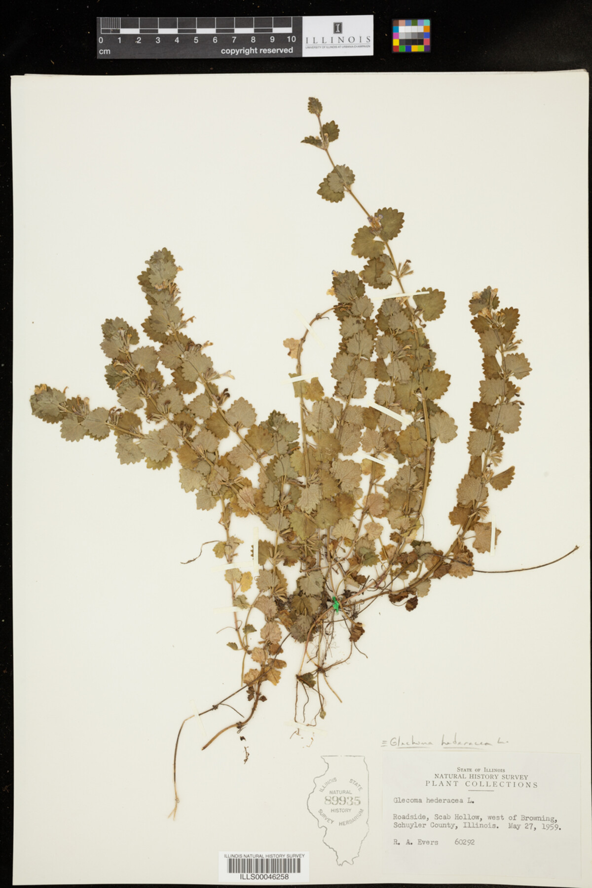 Glechoma hederacea image