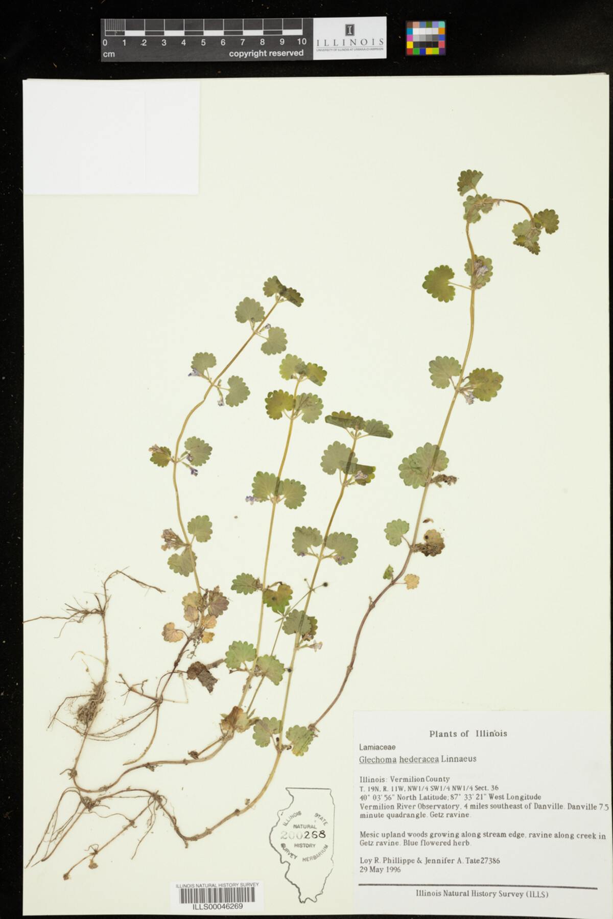 Glechoma hederacea image