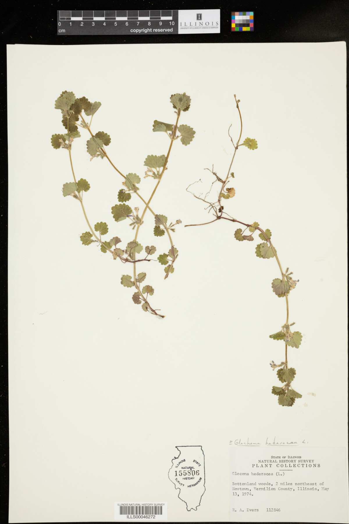 Glechoma hederacea image