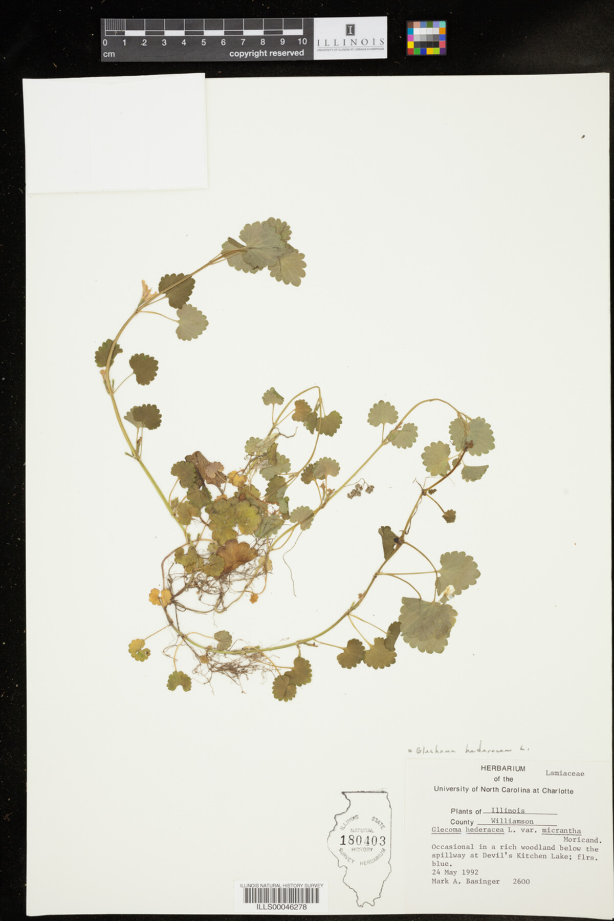 Glechoma hederacea image
