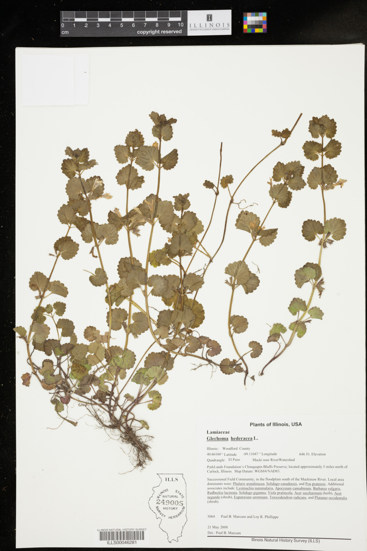Glechoma hederacea image