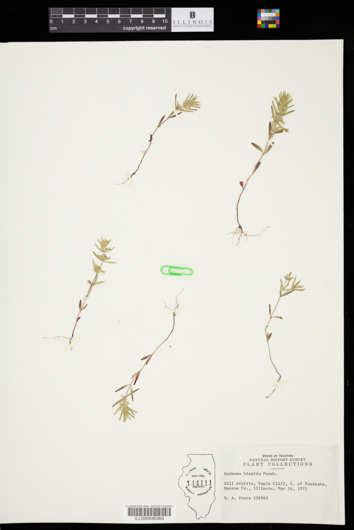 Hedeoma image