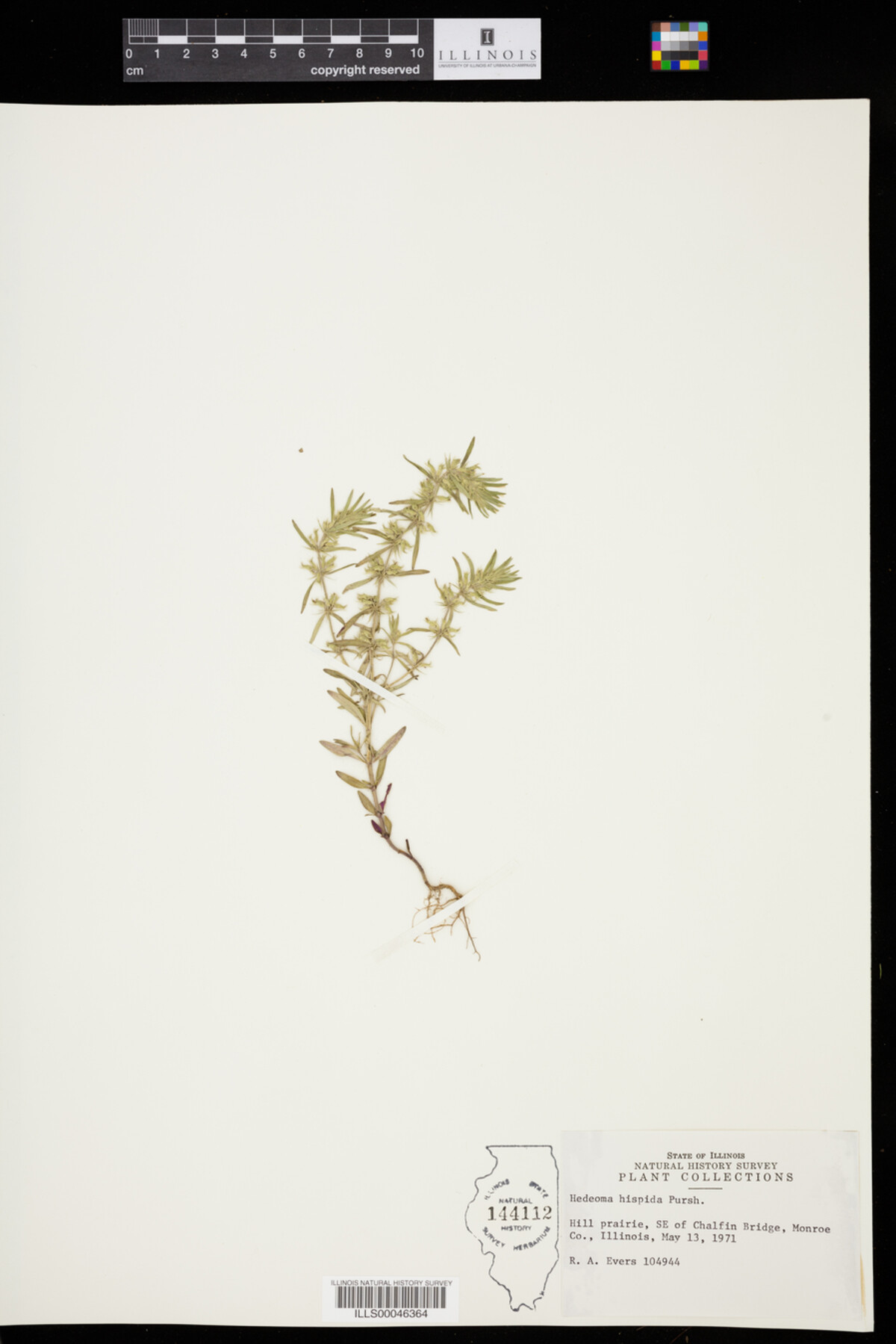 Hedeoma hispida image