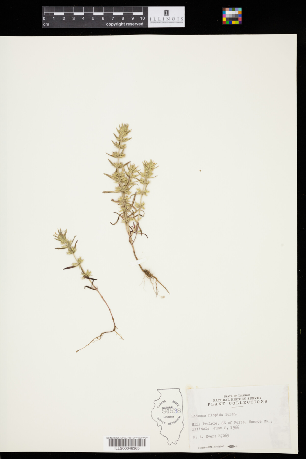 Hedeoma hispida image