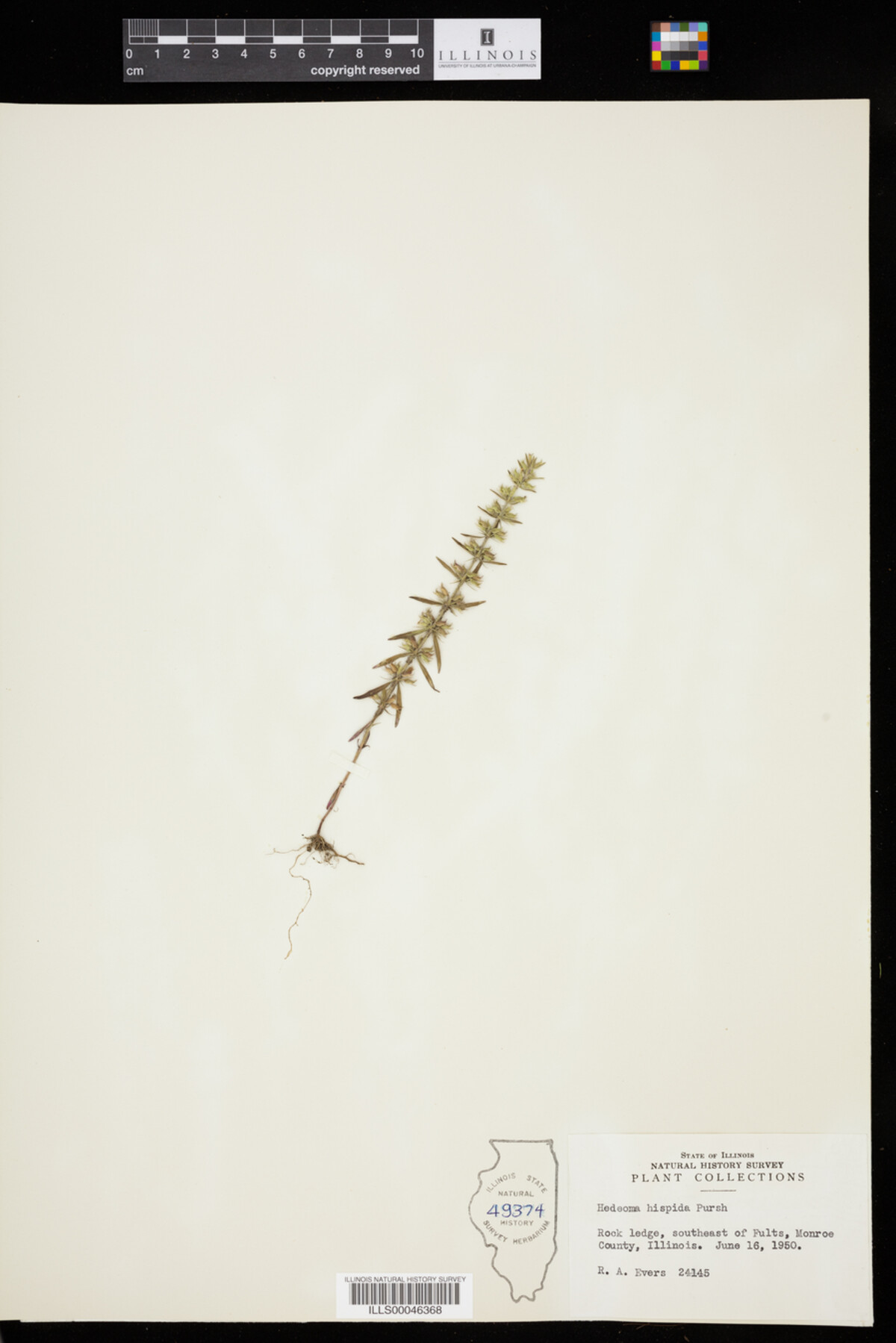 Hedeoma hispida image