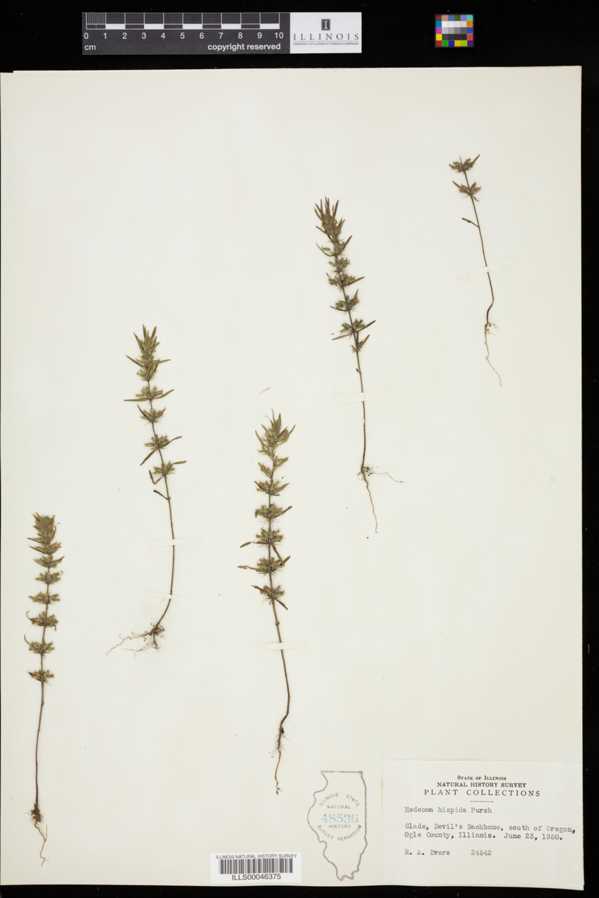 Hedeoma hispida image