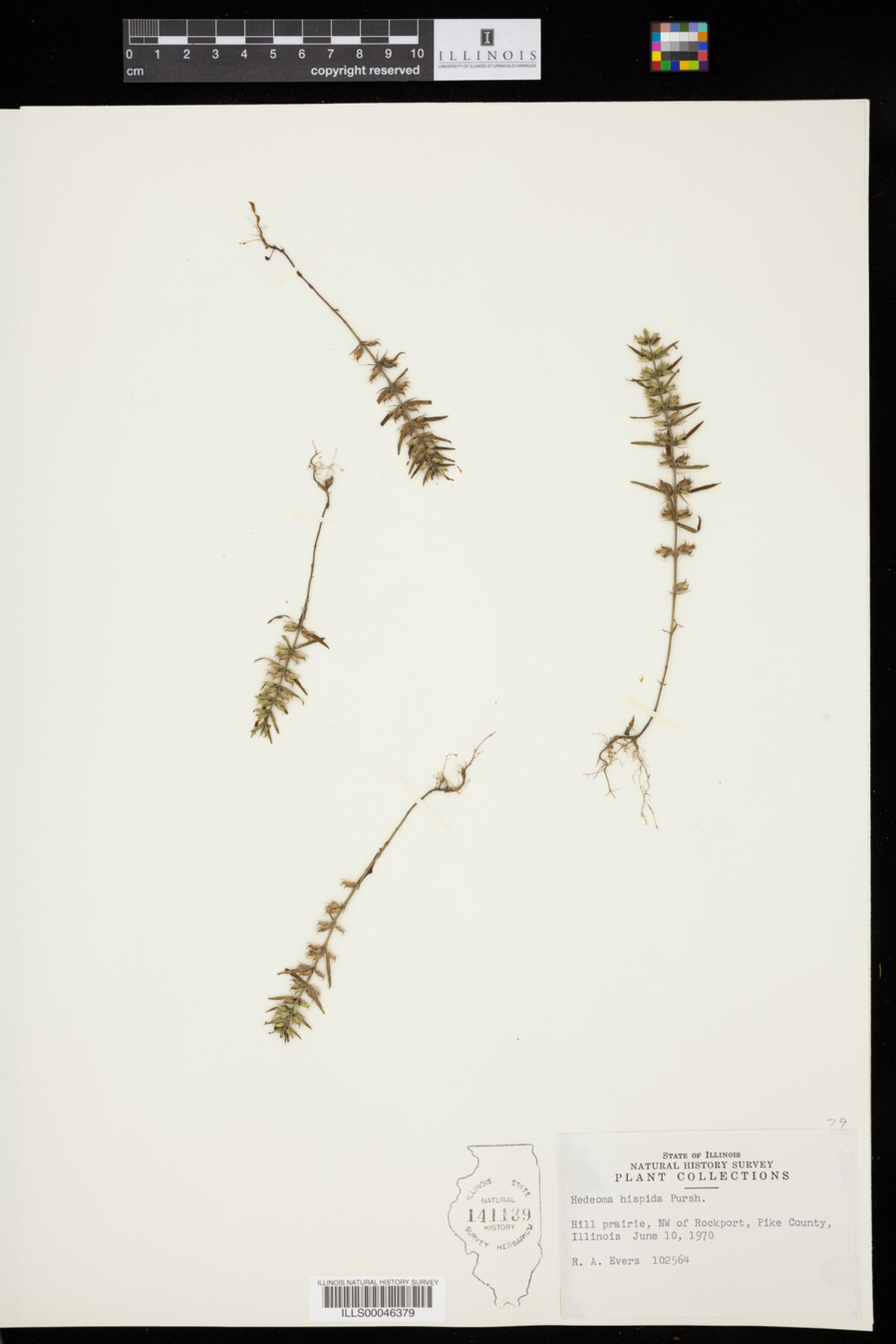 Hedeoma hispida image