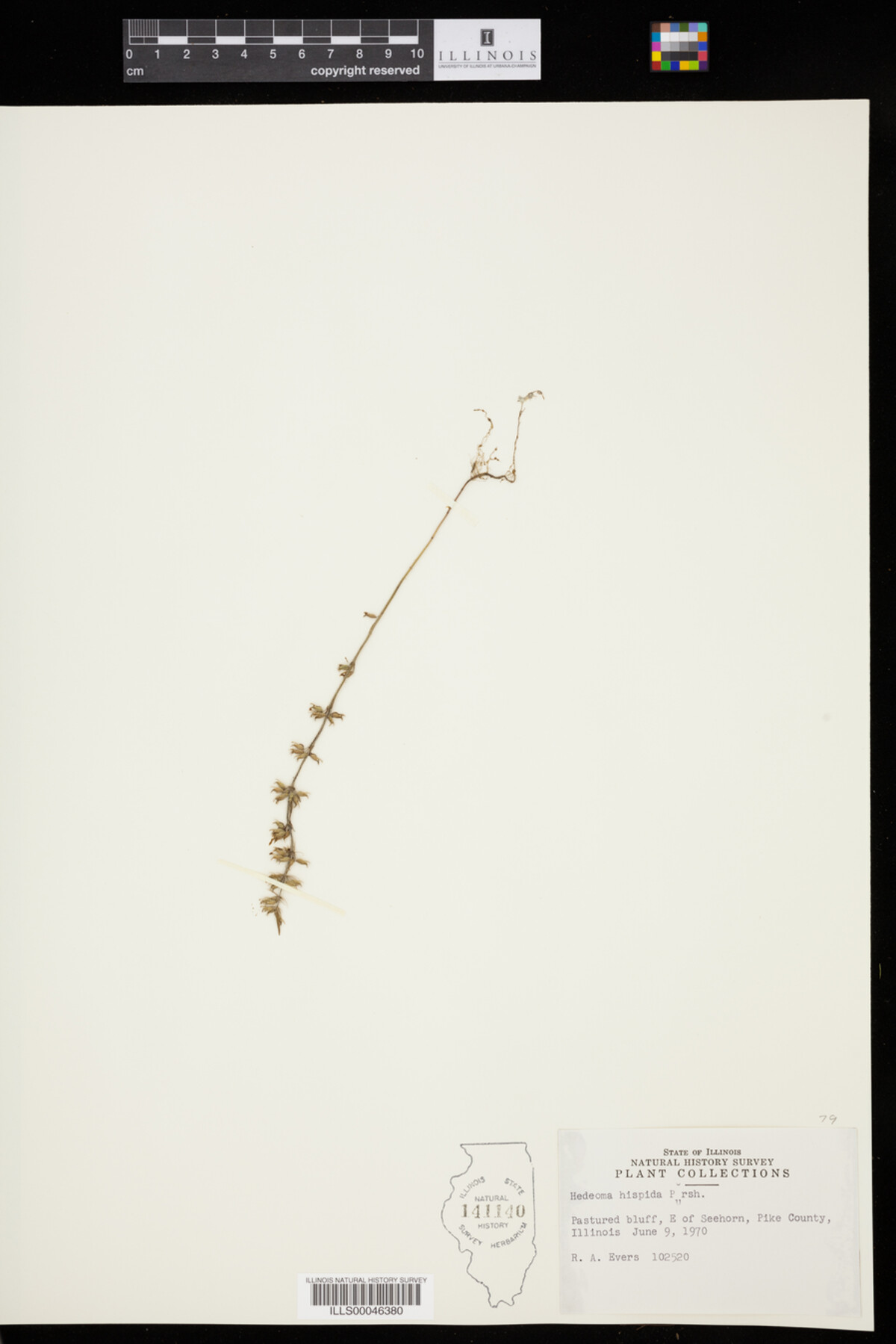 Hedeoma hispida image