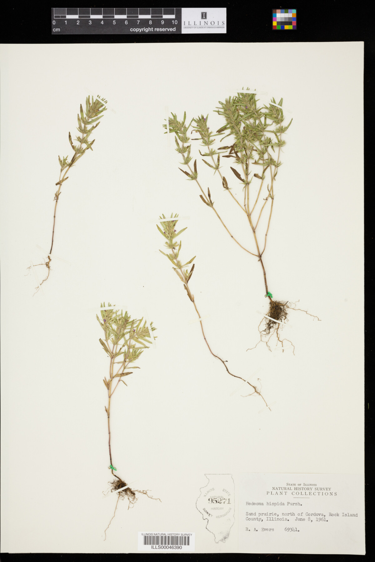 Hedeoma hispida image