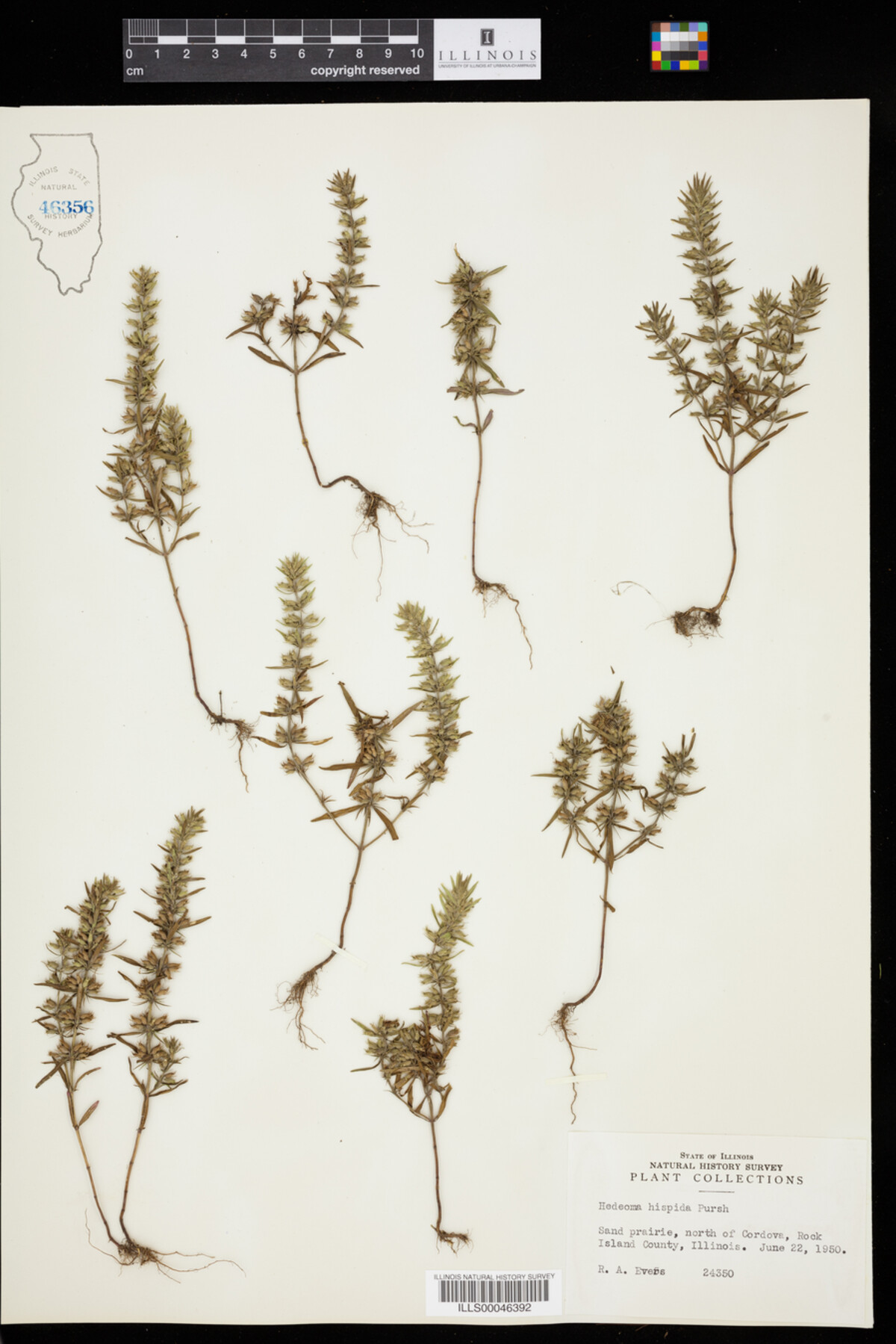 Hedeoma hispida image