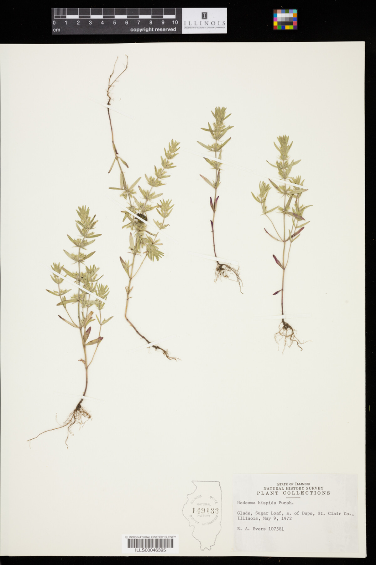 Hedeoma hispida image