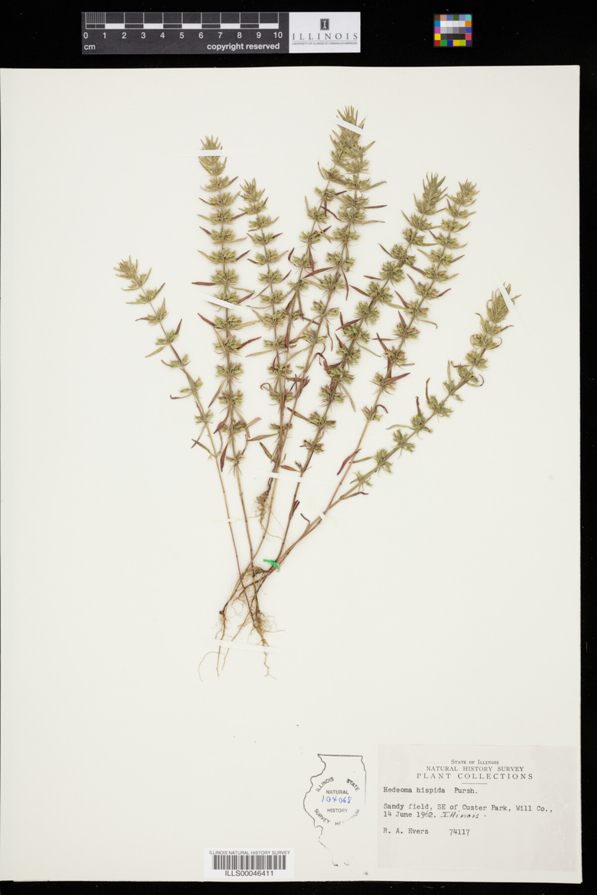 Hedeoma hispida image