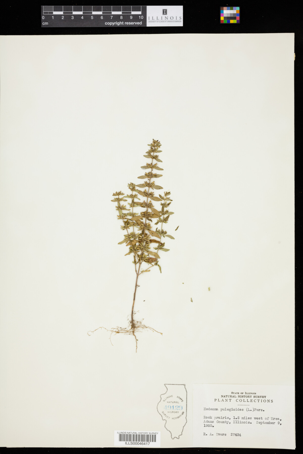 Hedeoma pulegioides image