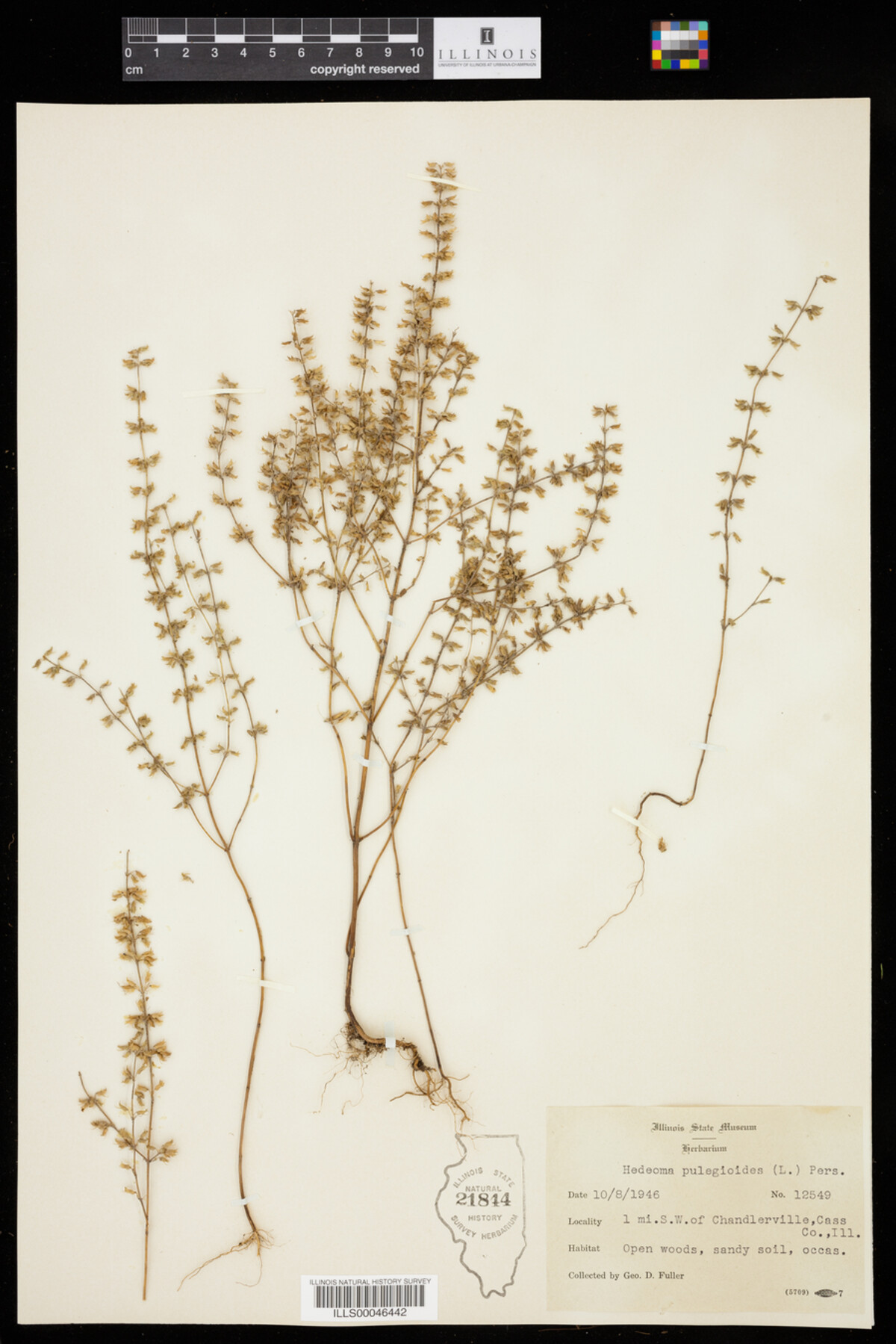 Hedeoma pulegioides image