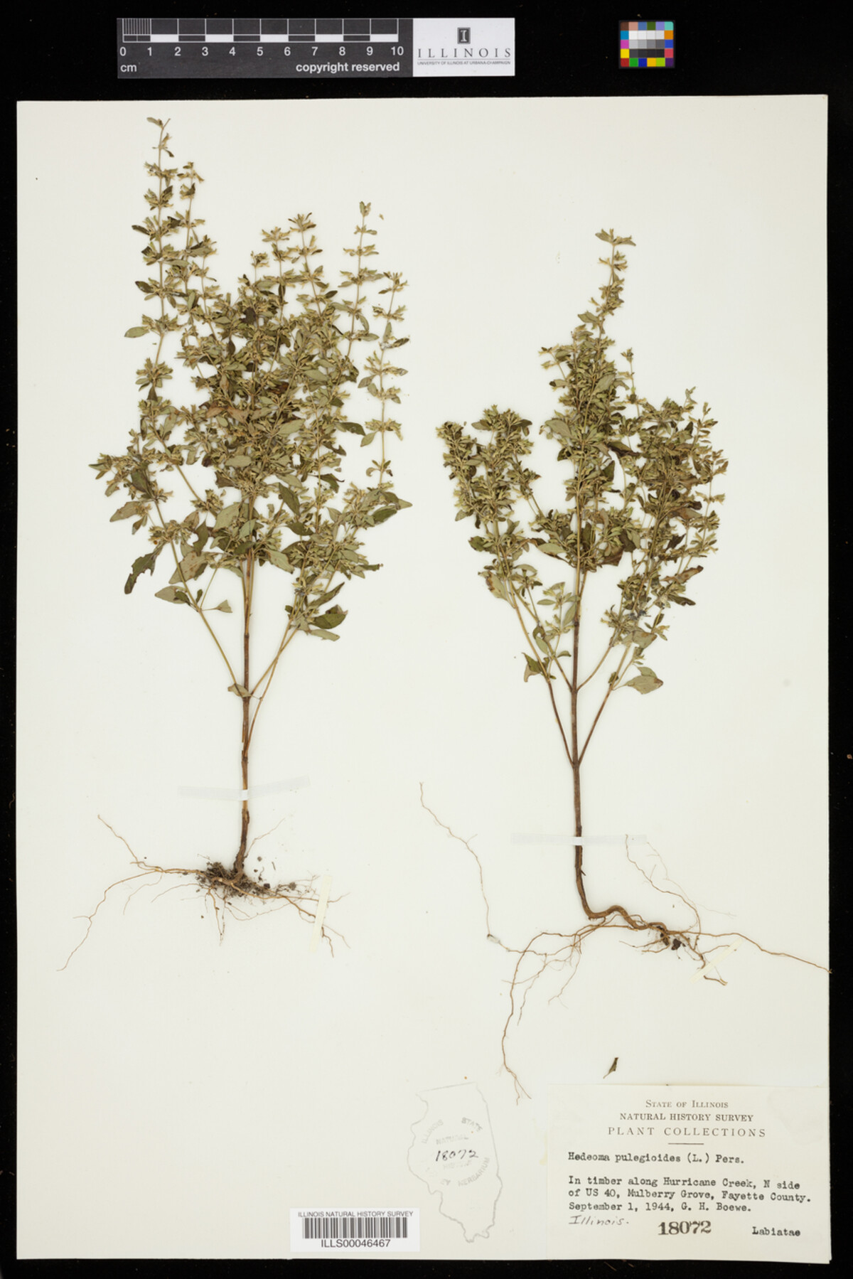Hedeoma pulegioides image