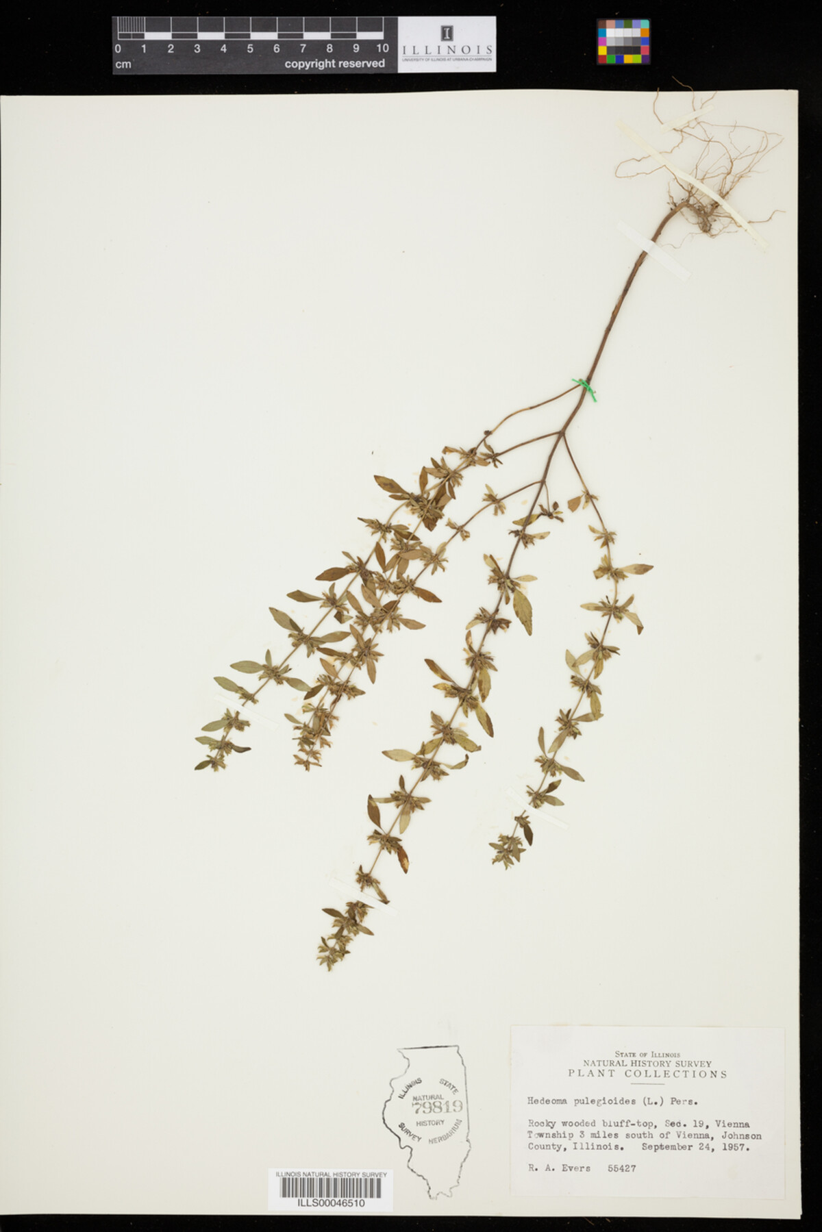 Hedeoma pulegioides image