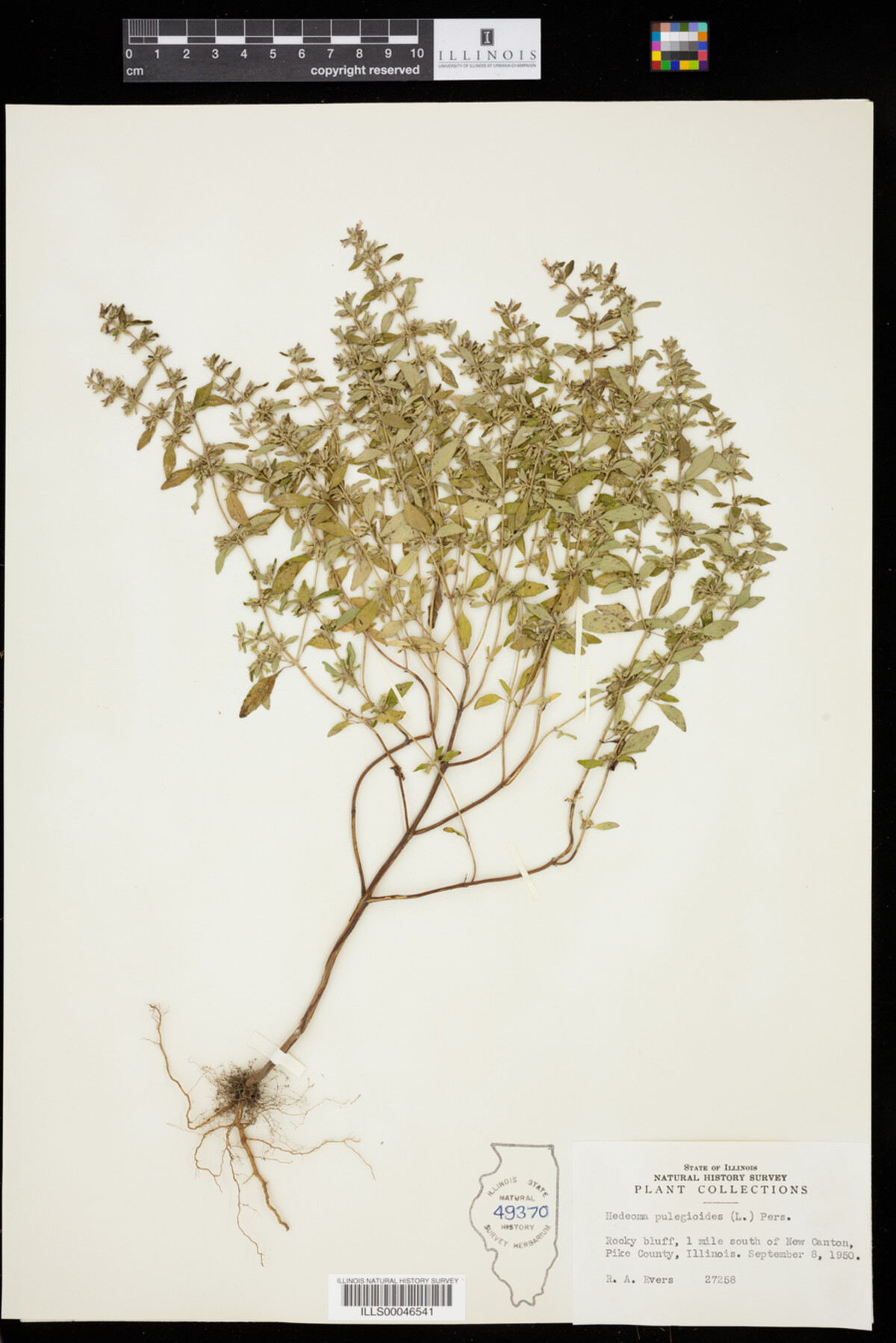 Hedeoma pulegioides image