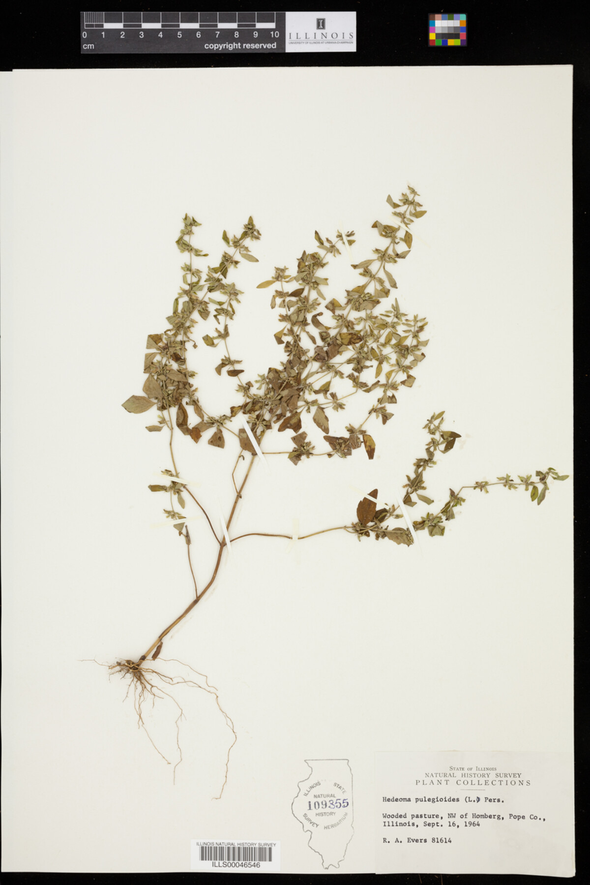 Hedeoma pulegioides image