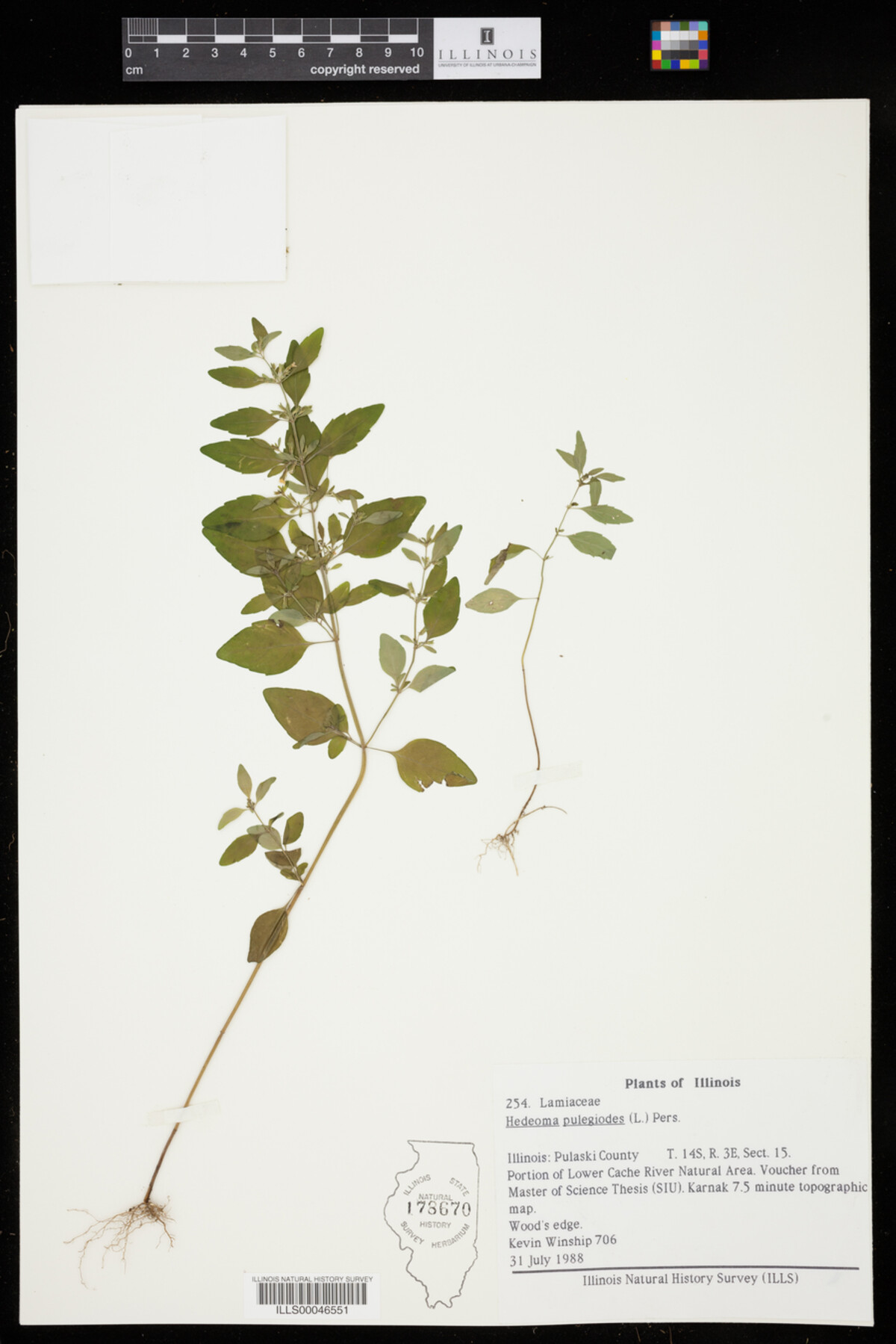 Hedeoma pulegioides image