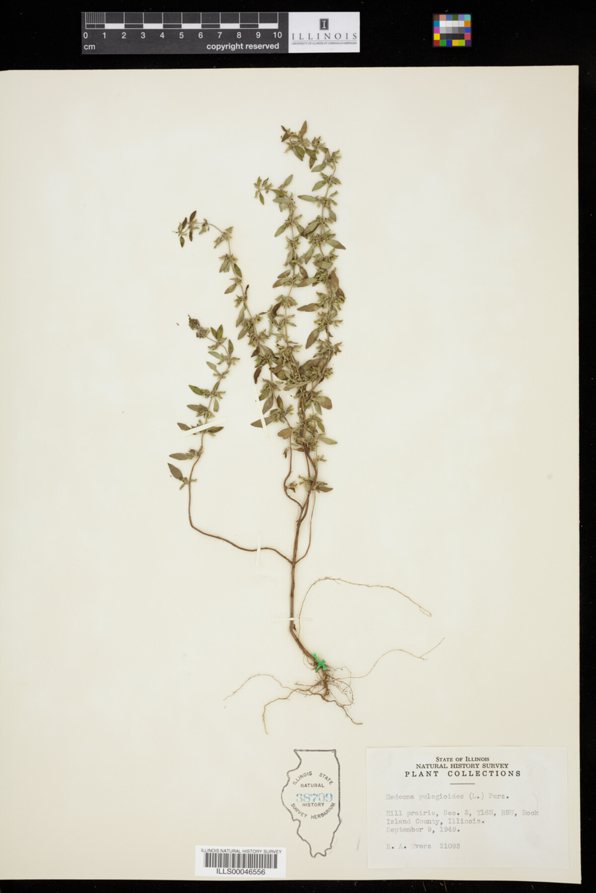 Hedeoma pulegioides image