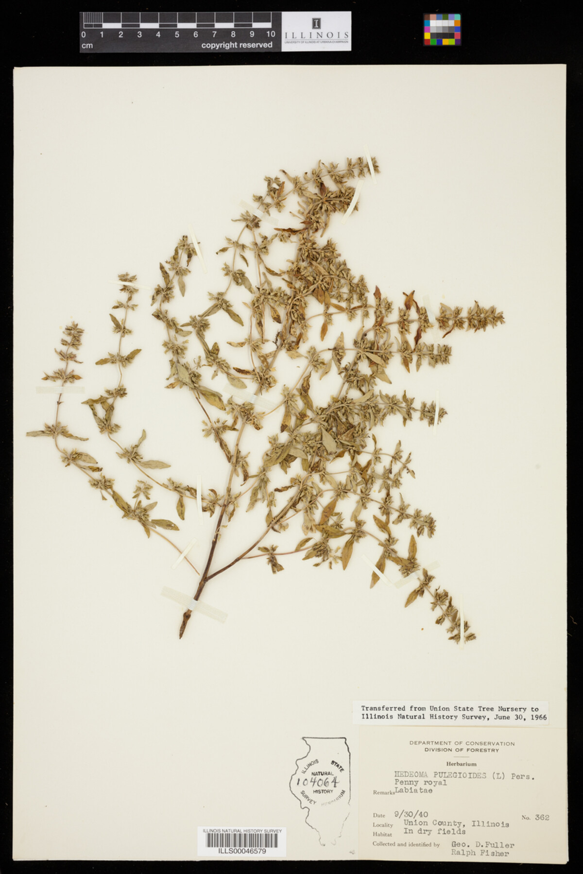 Hedeoma pulegioides image