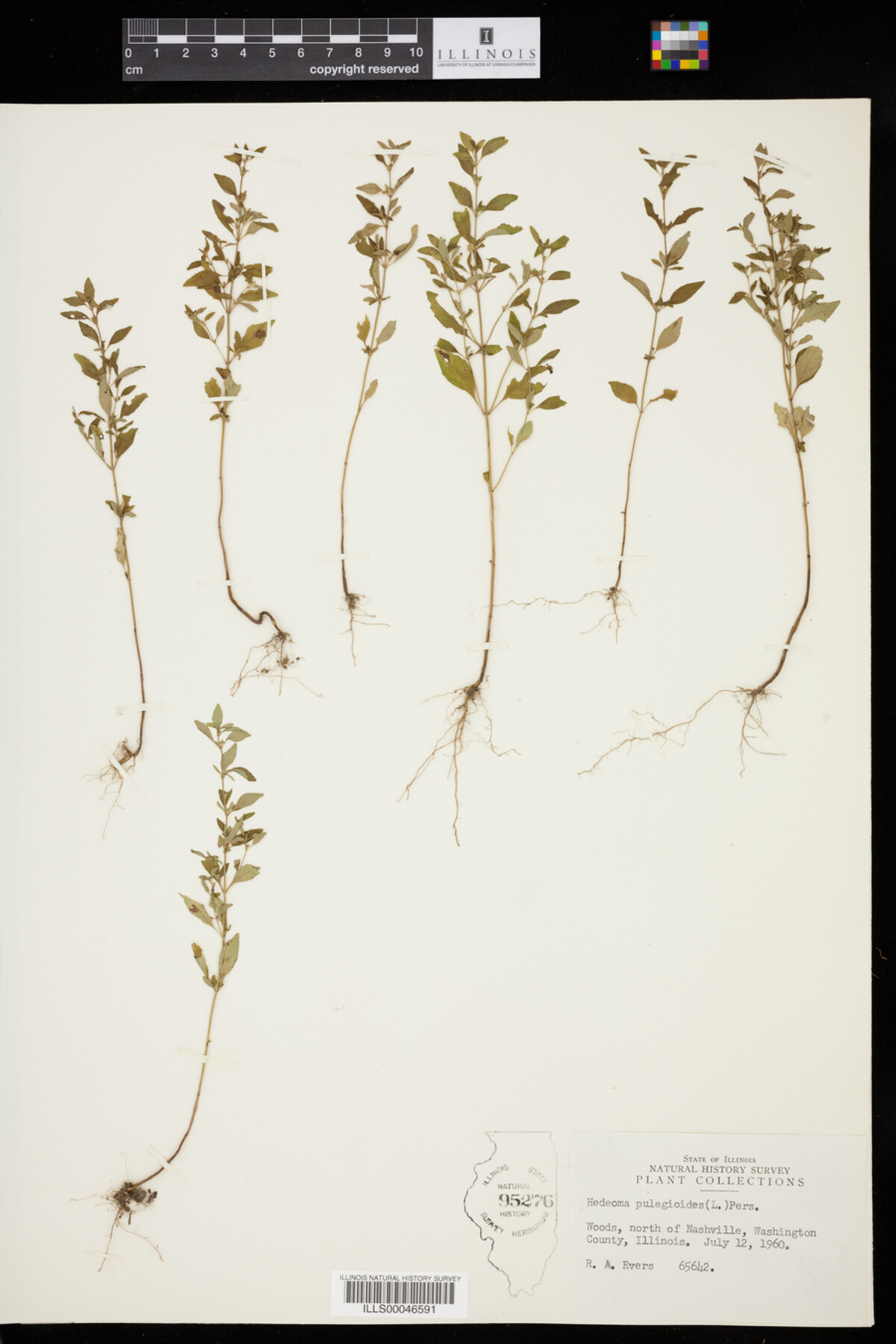 Hedeoma pulegioides image