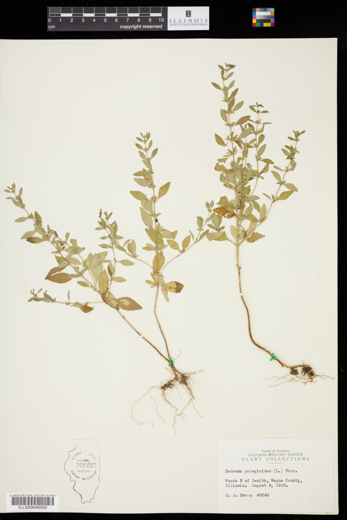 Hedeoma pulegioides image