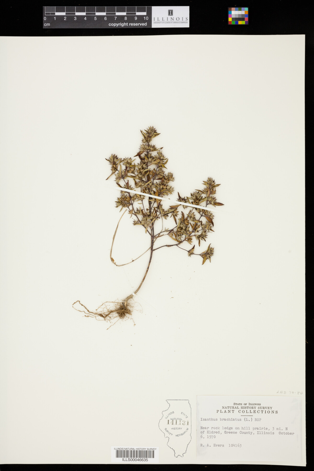 Isanthus image