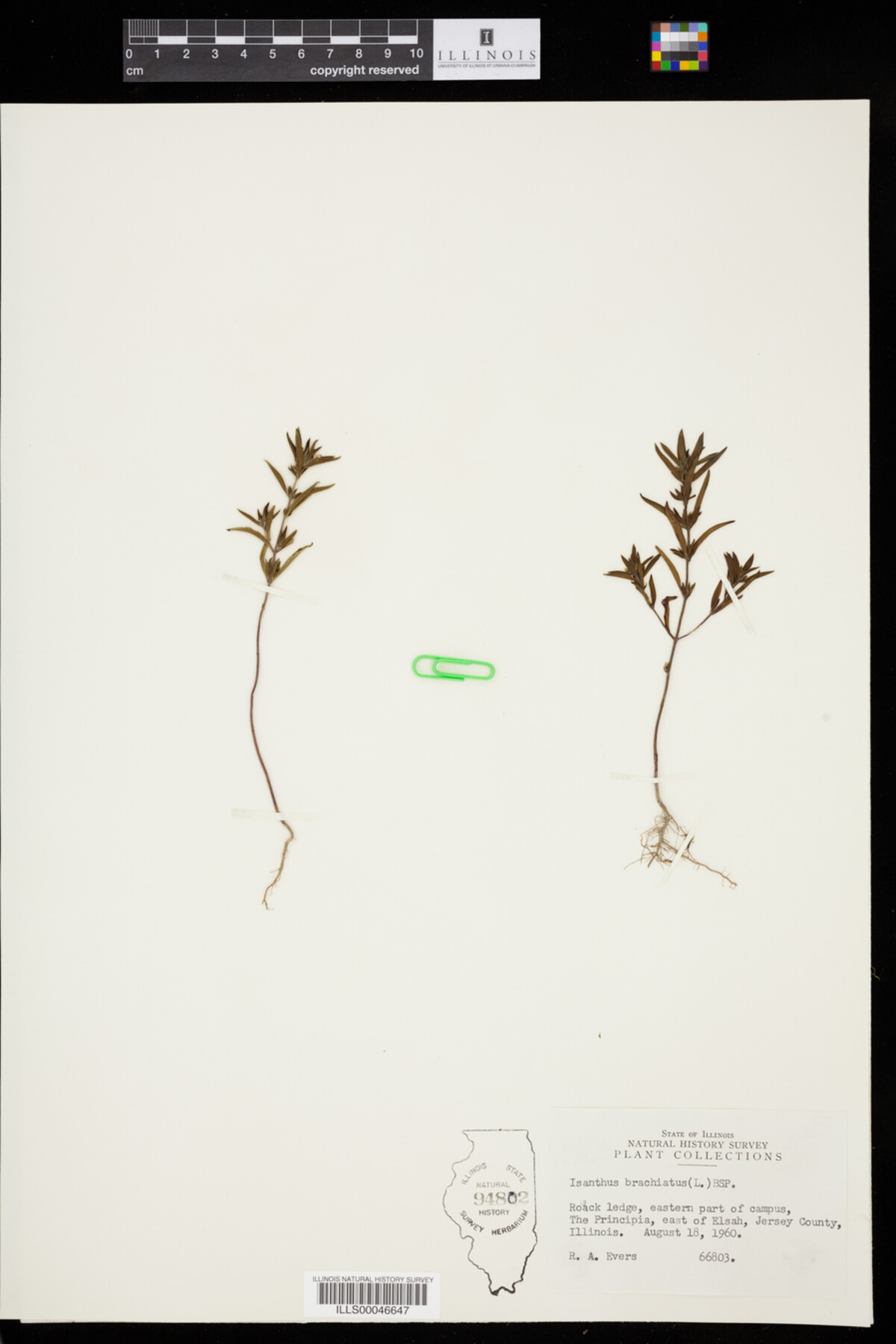 Isanthus brachiatus image