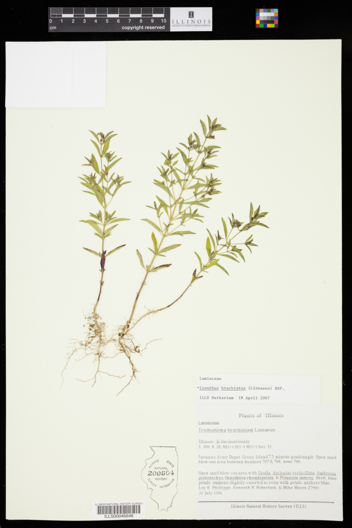 Isanthus brachiatus image