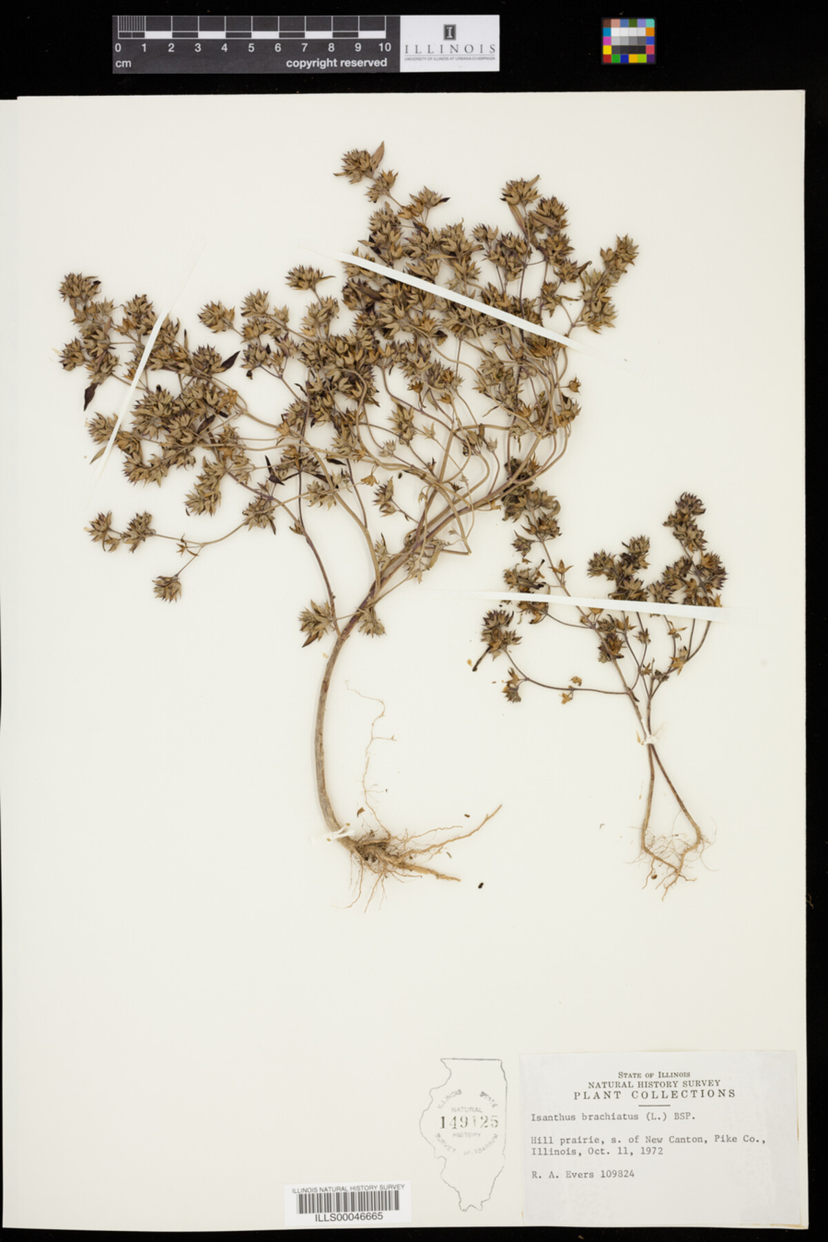 Isanthus brachiatus image