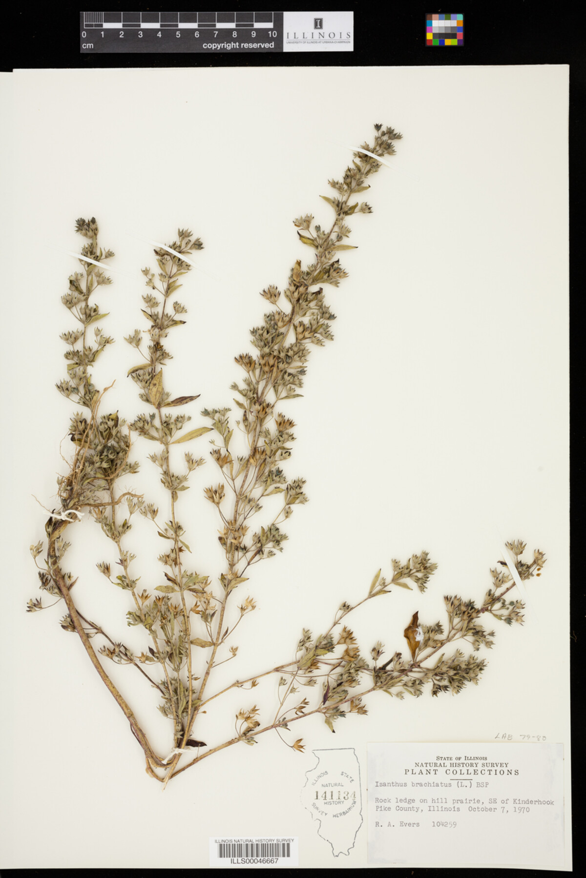 Isanthus brachiatus image