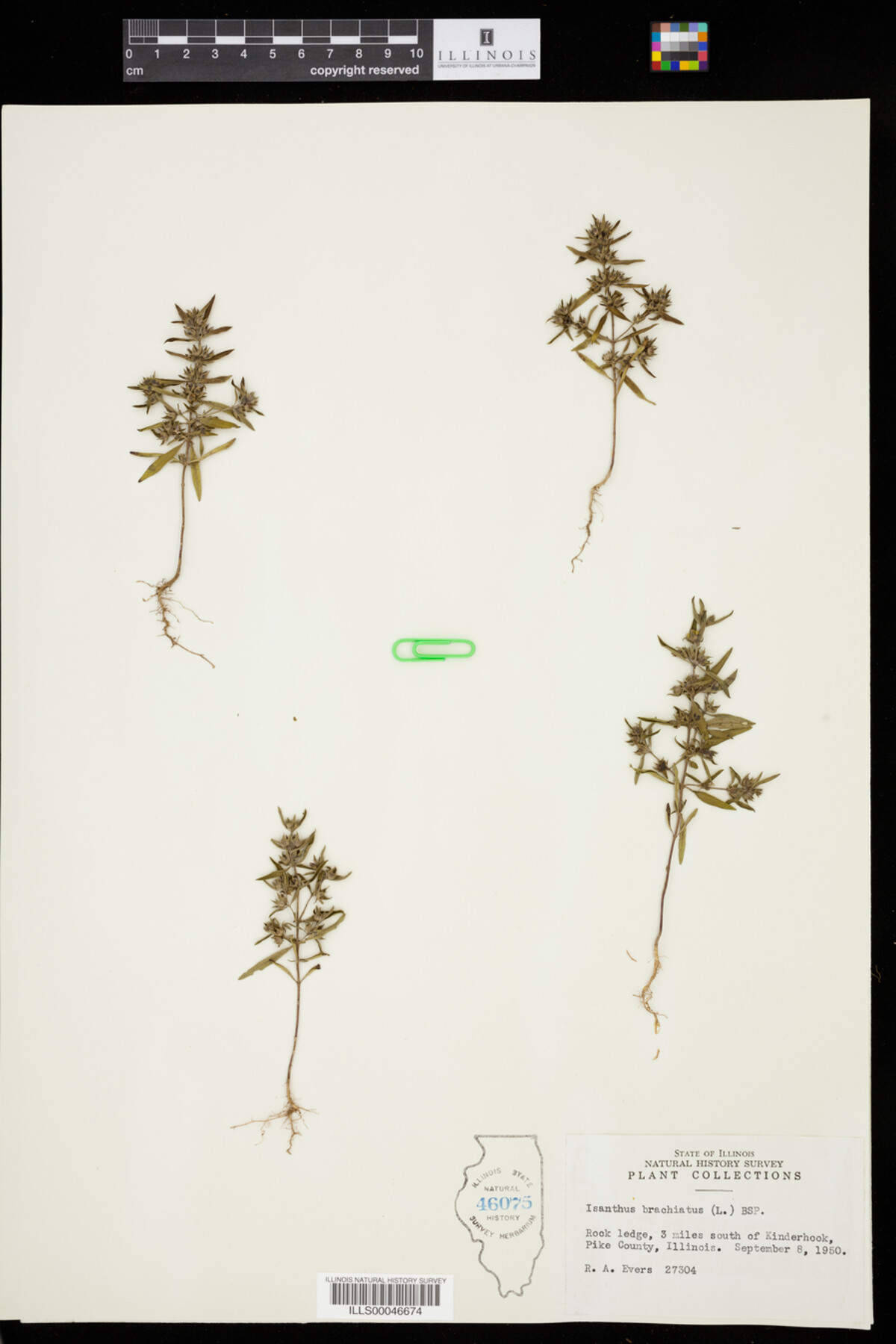 Isanthus brachiatus image