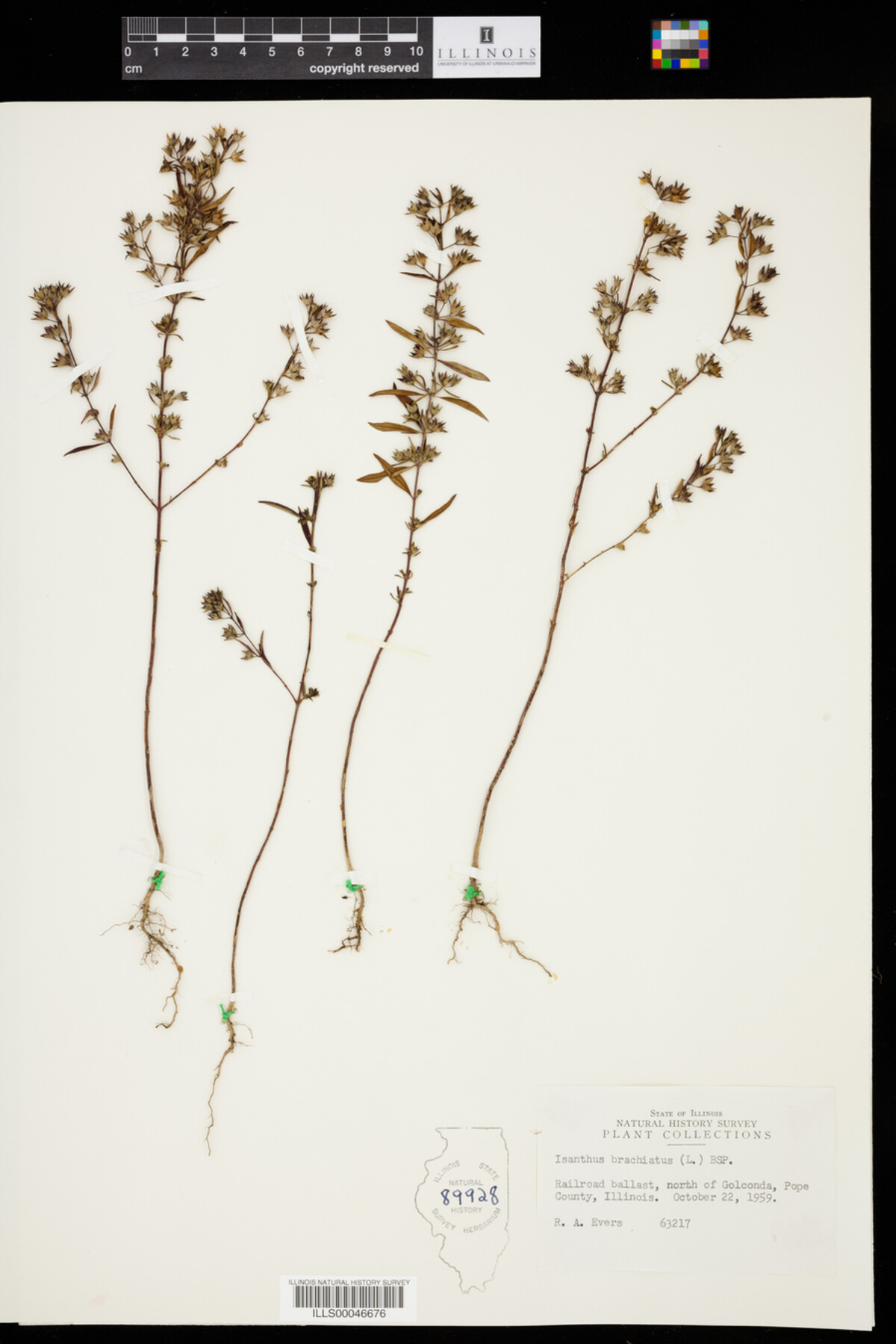 Isanthus brachiatus image