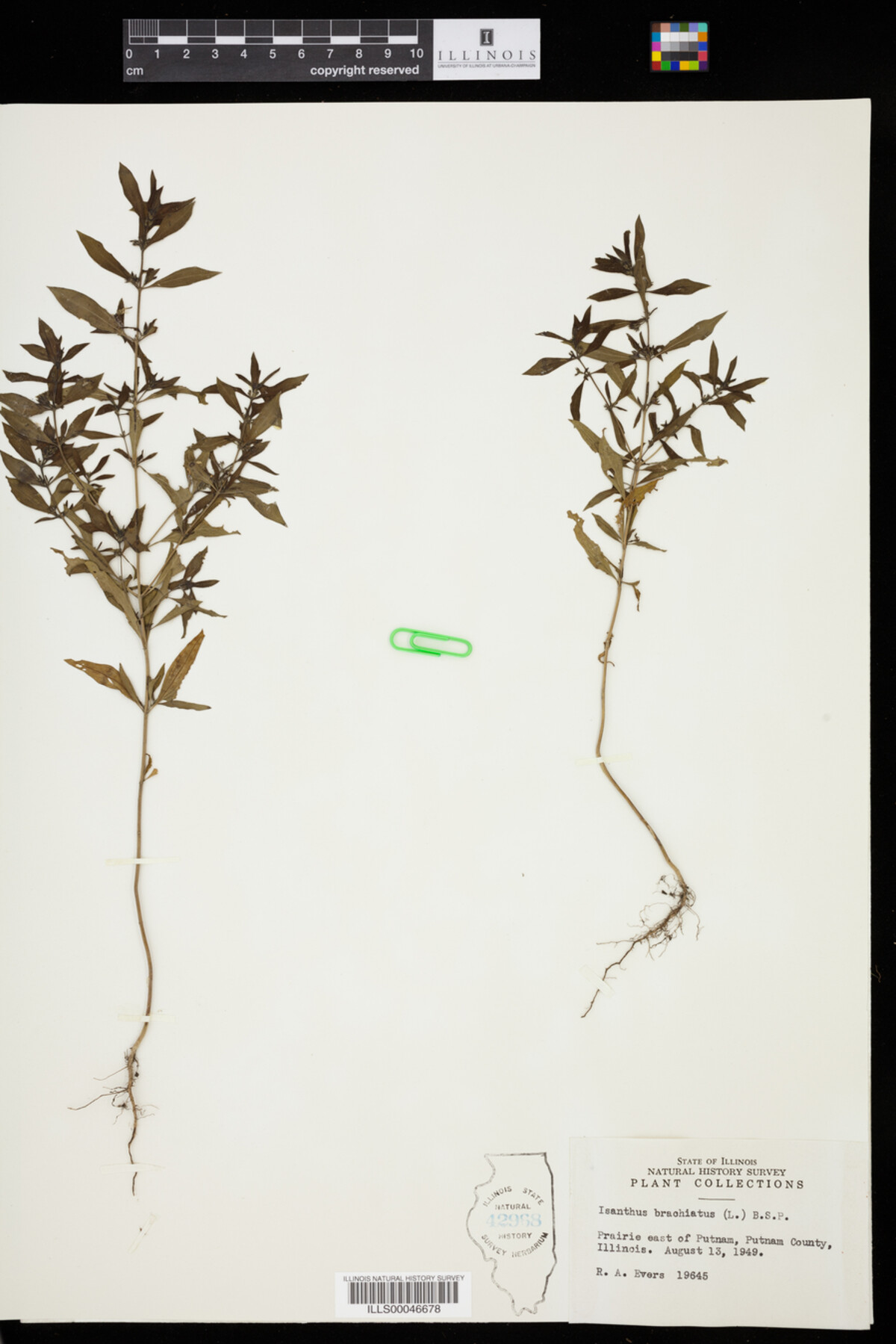 Isanthus brachiatus image