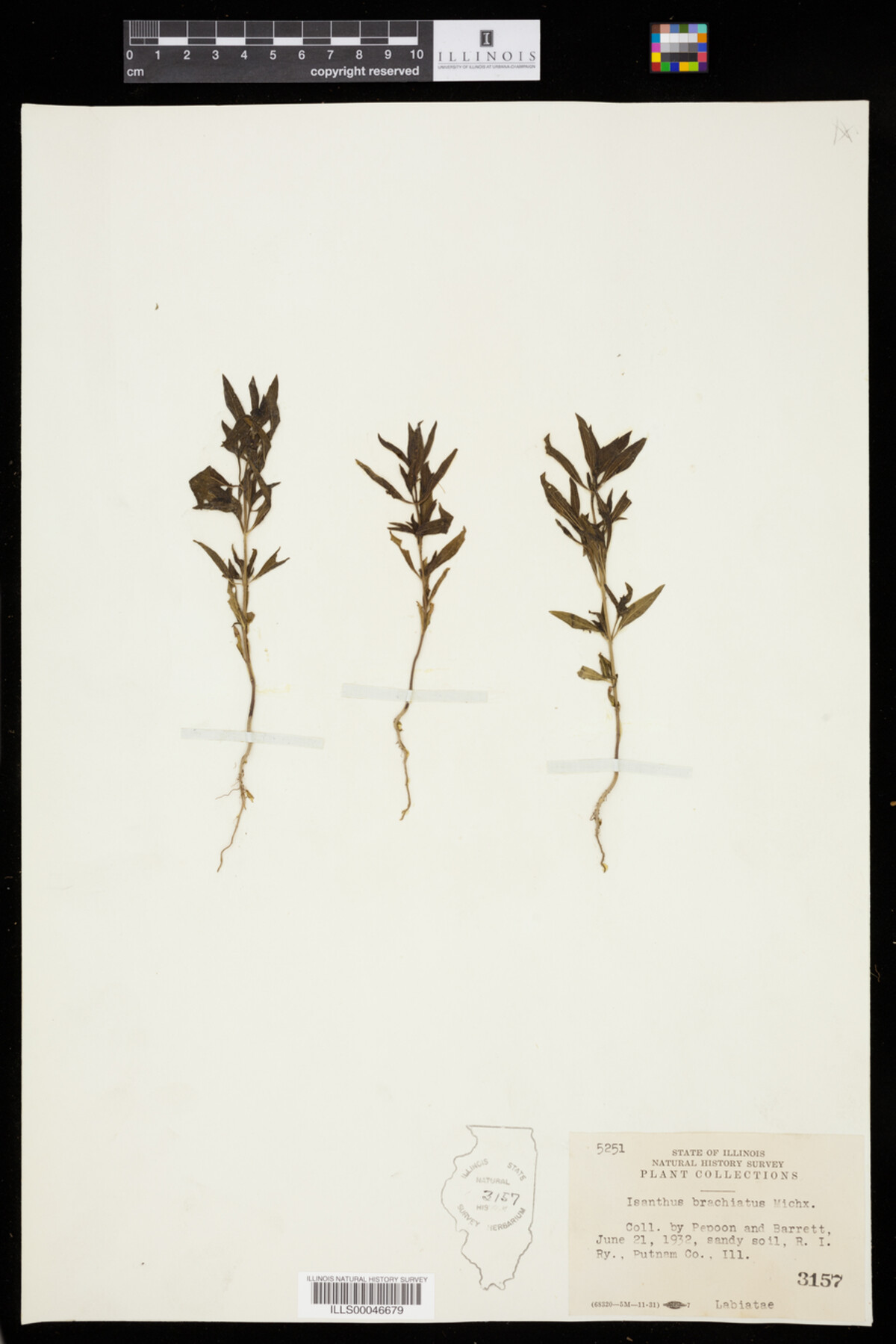 Isanthus brachiatus image