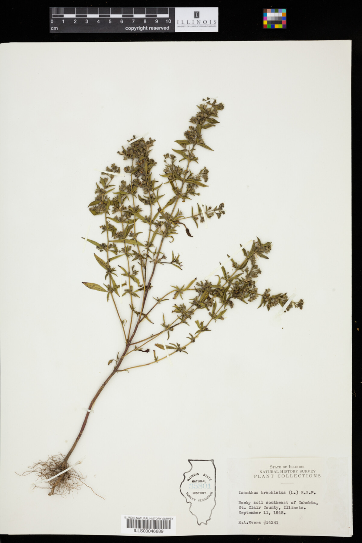 Isanthus brachiatus image