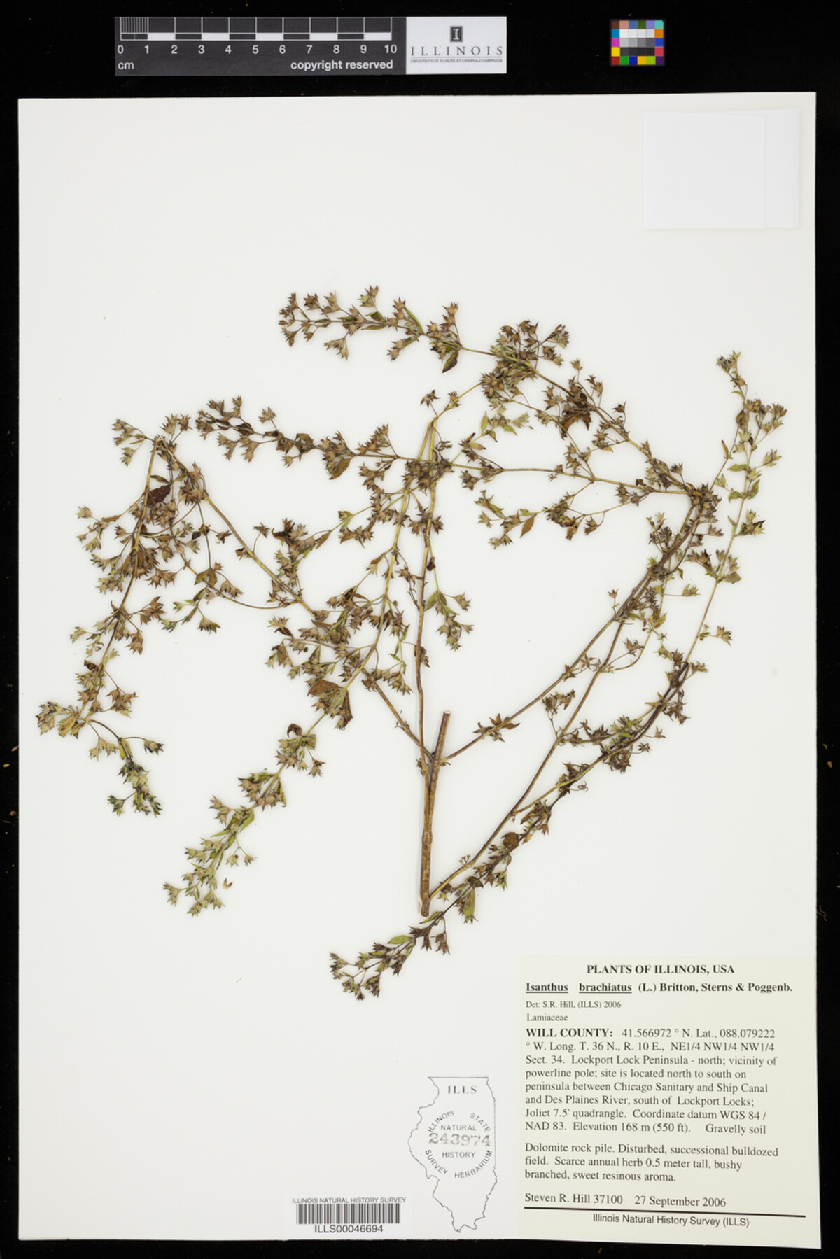 Isanthus brachiatus image