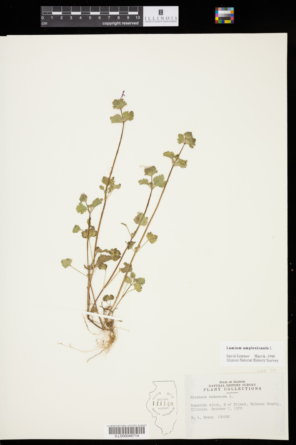 Lamium amplexicaule image