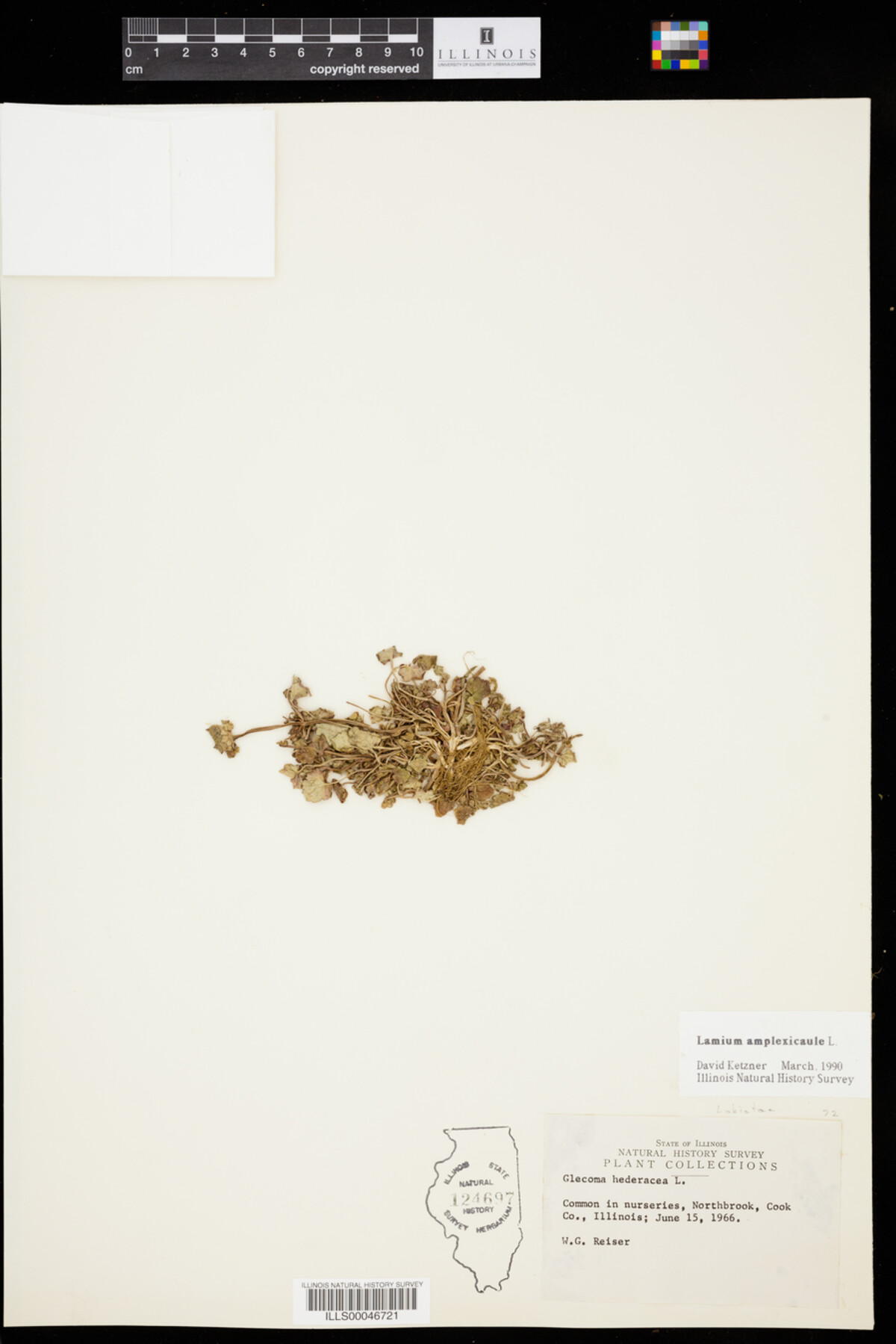 Lamium amplexicaule image