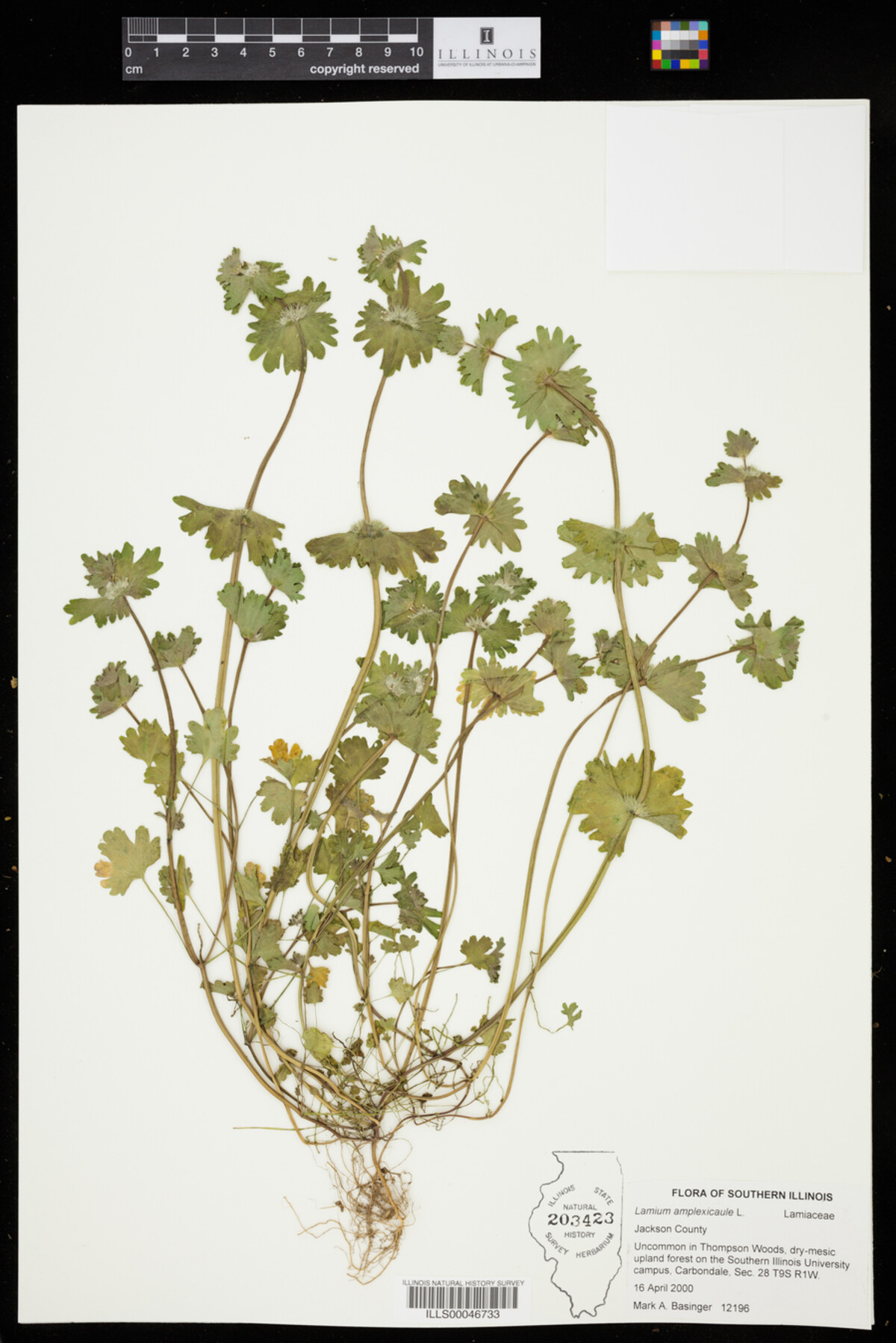 Lamium amplexicaule image
