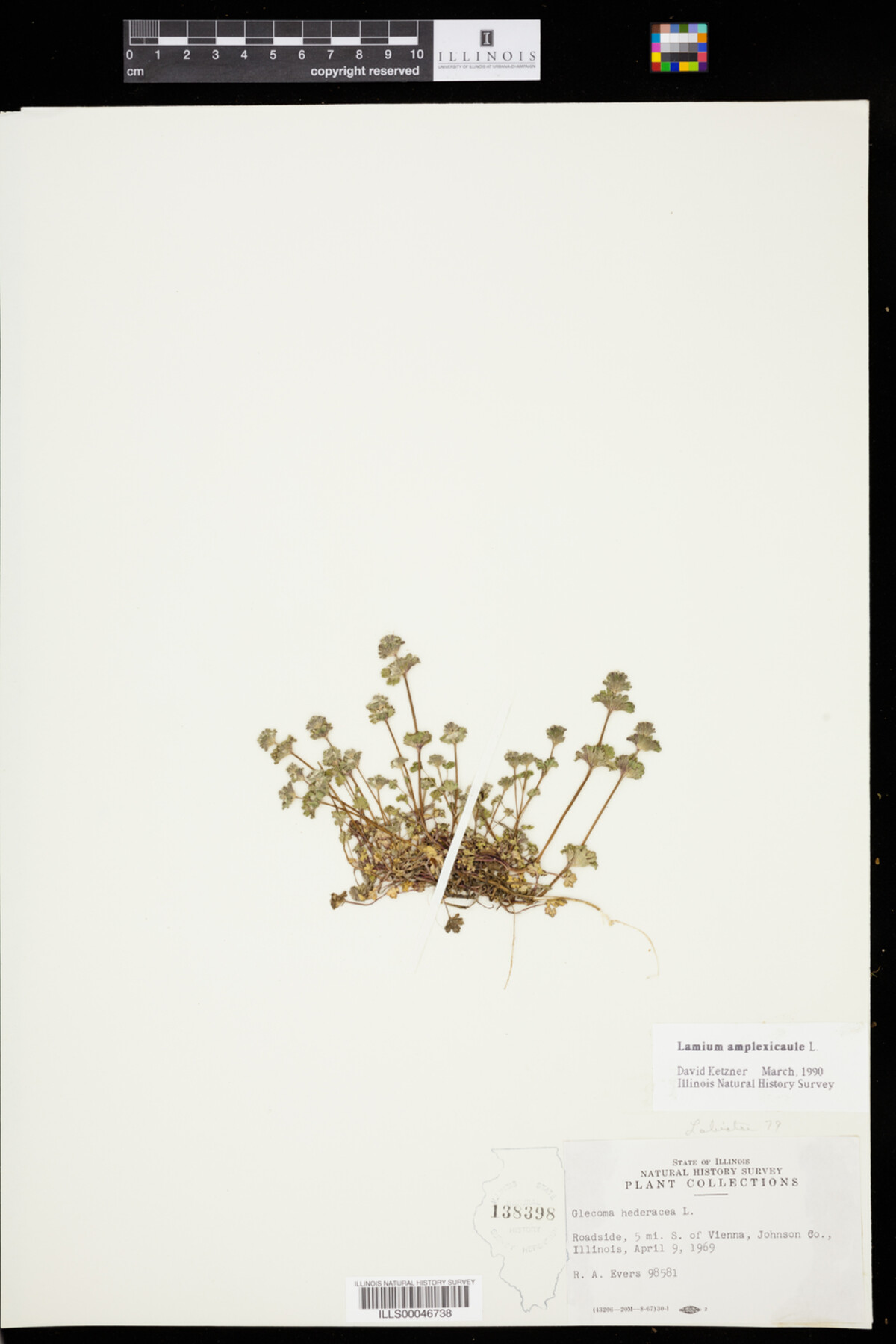 Lamium amplexicaule image